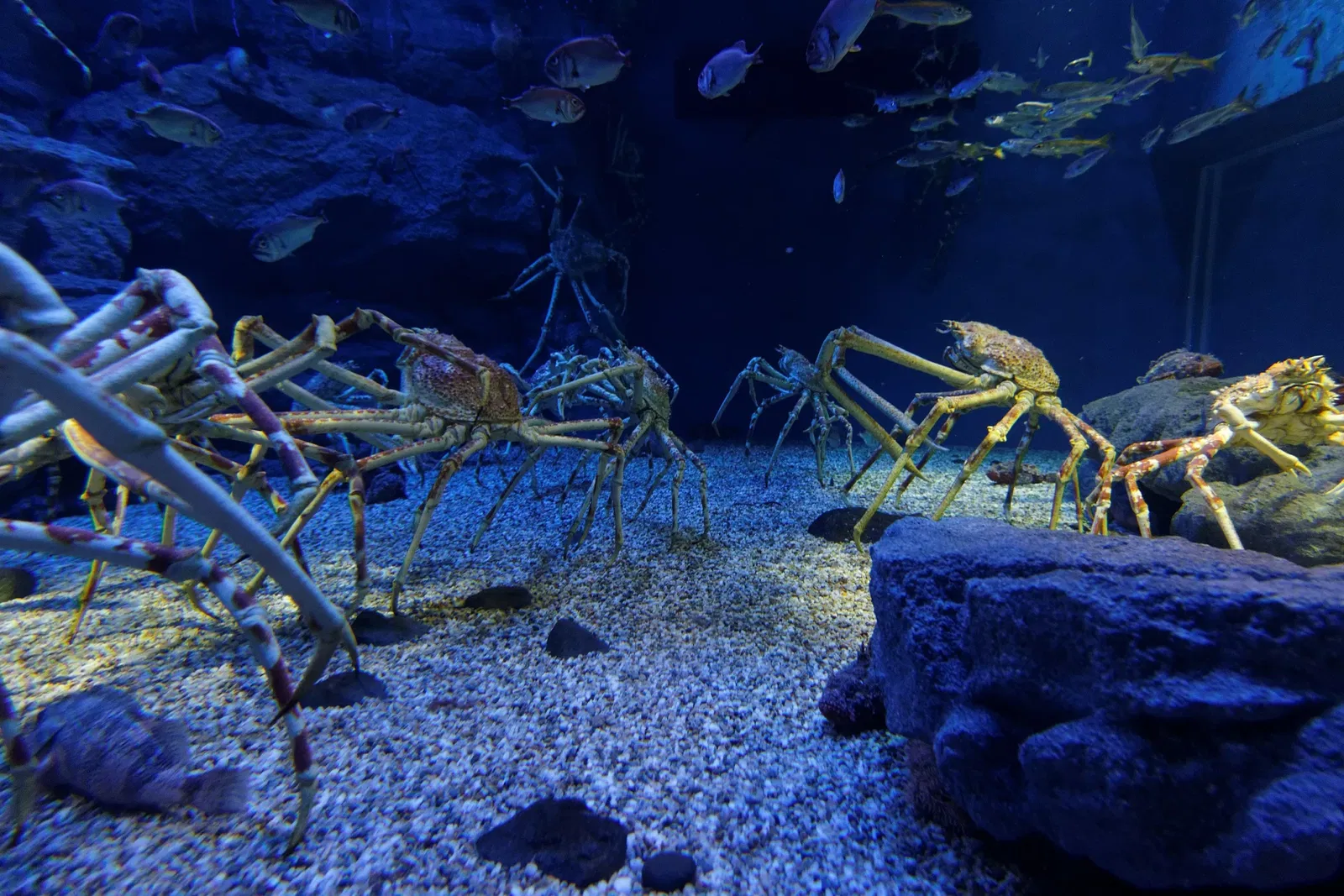 Osaka Aquarium Kaiyukan