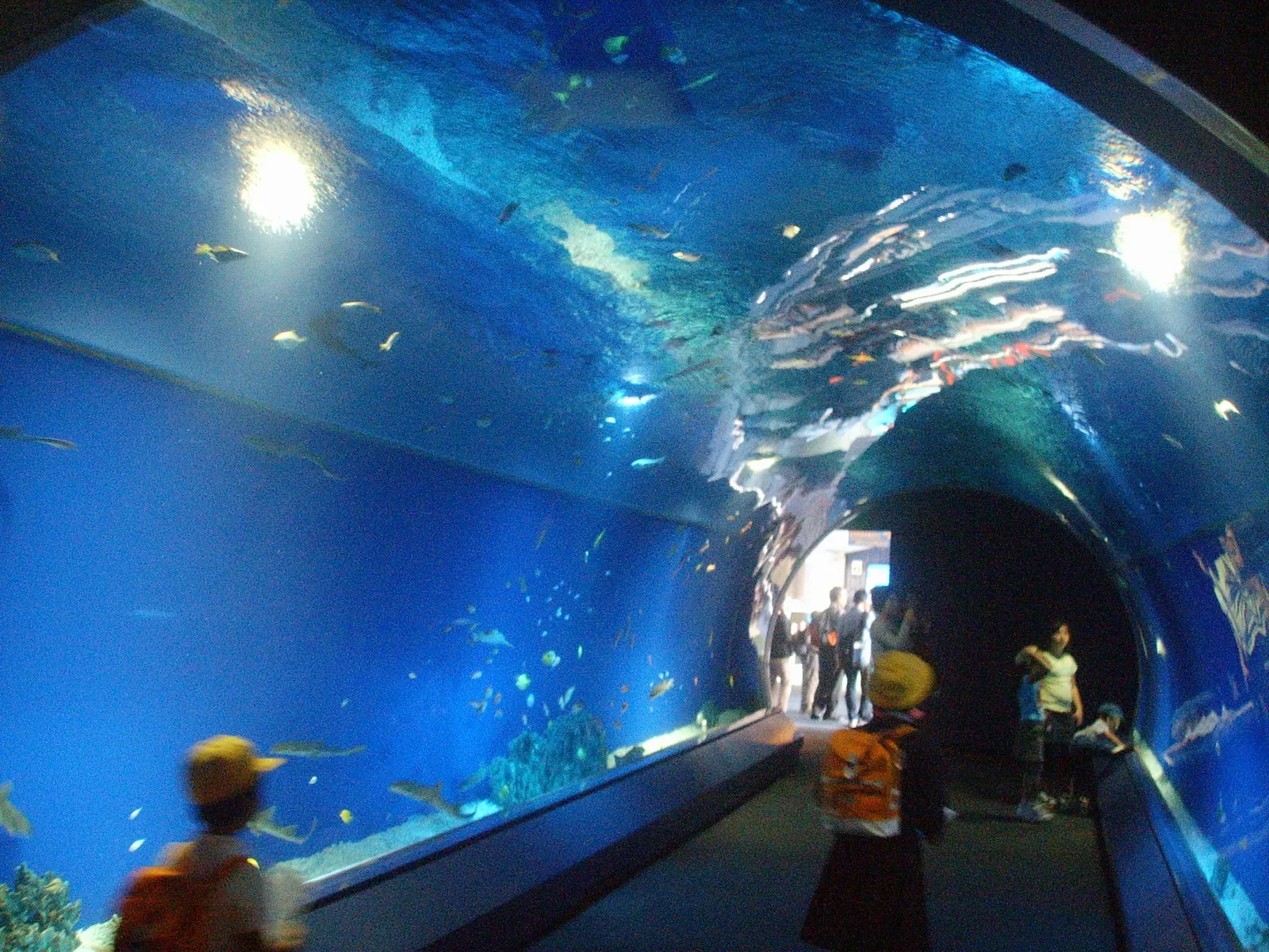 Osaka Aquarium Kaiyukan