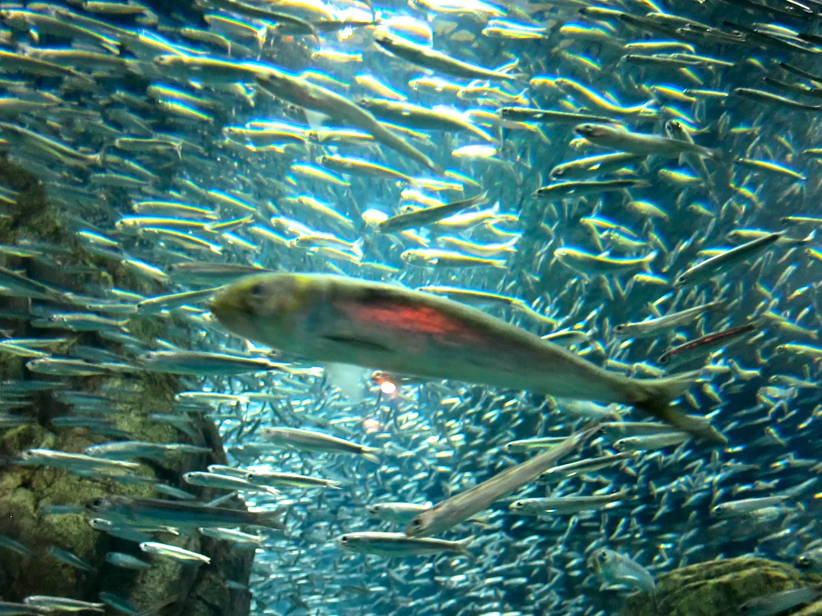 Osaka Aquarium Kaiyukan