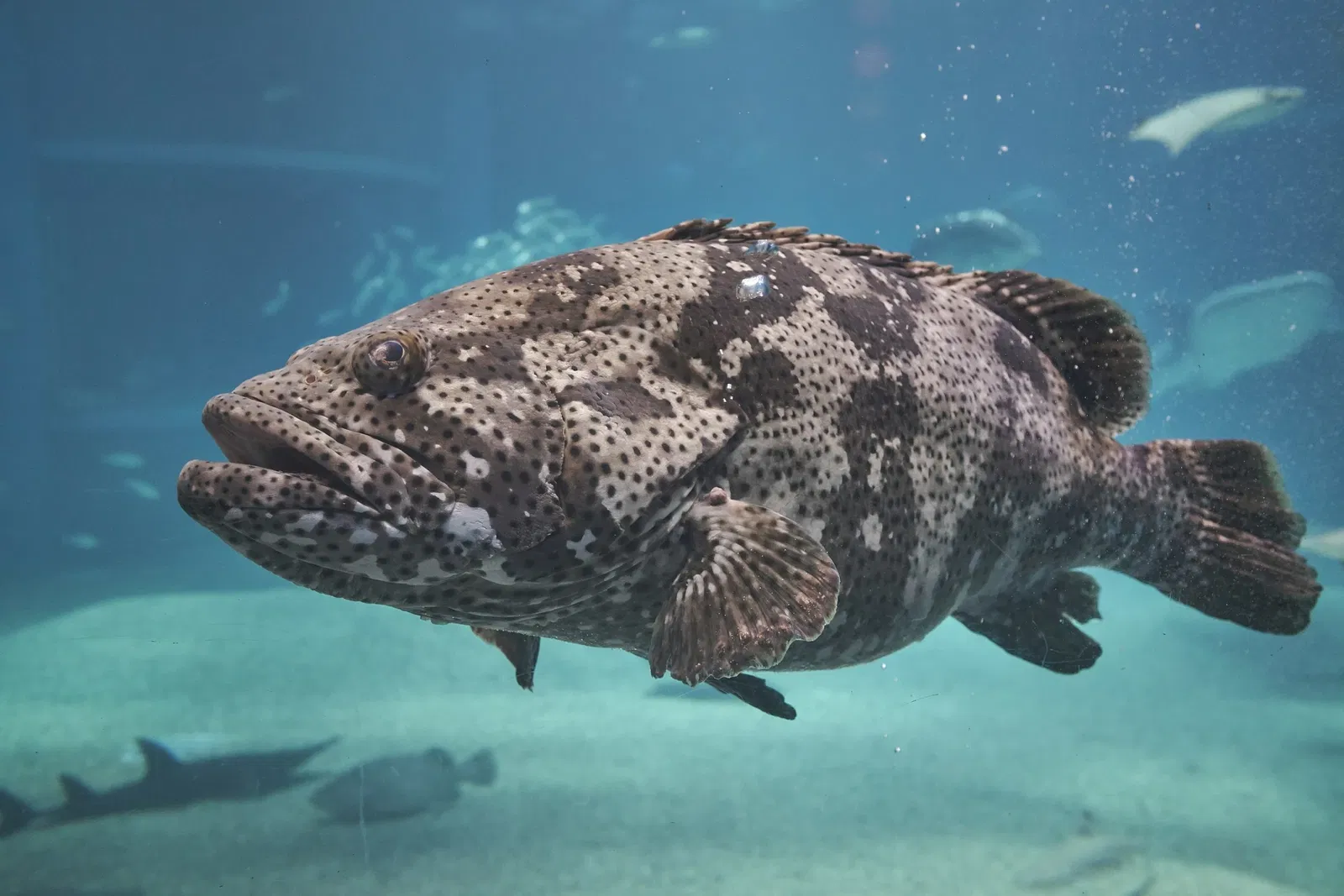 Osaka Aquarium Kaiyukan