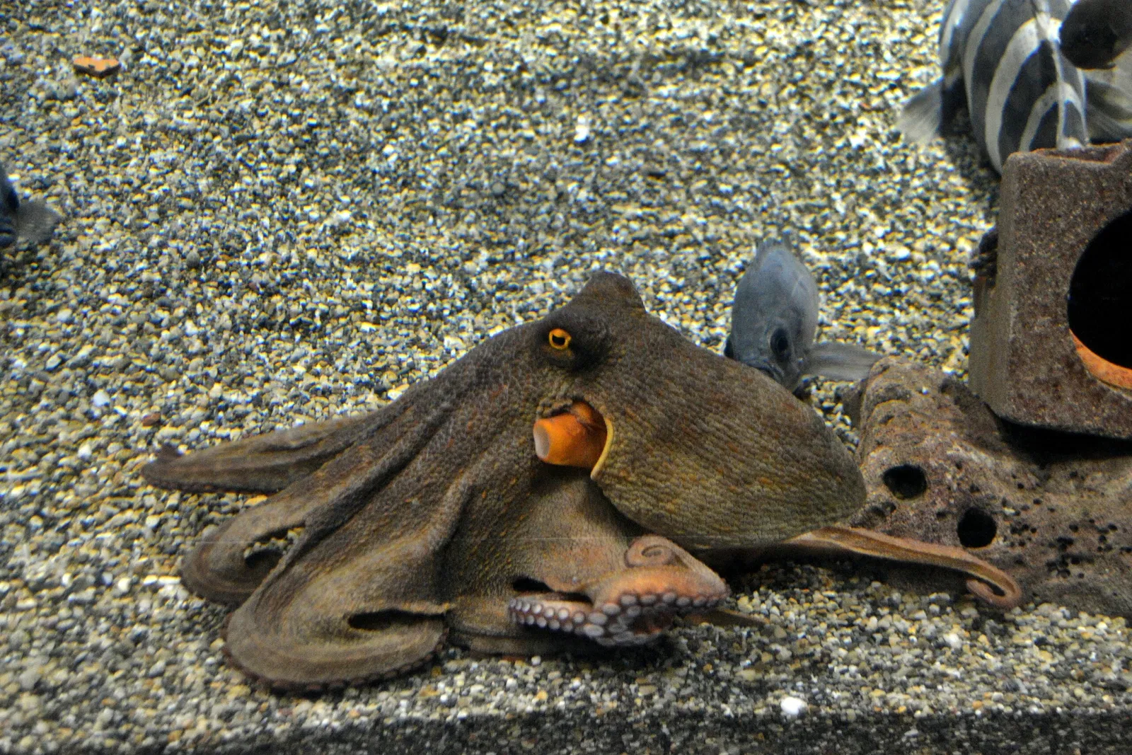 Osaka Aquarium Kaiyukan