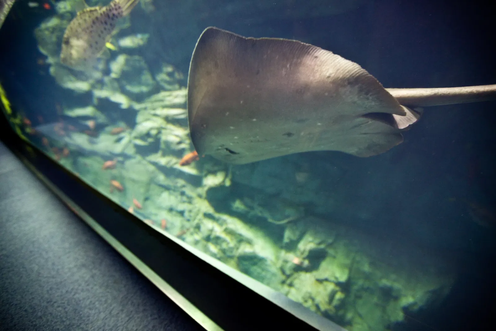 Osaka Aquarium Kaiyukan