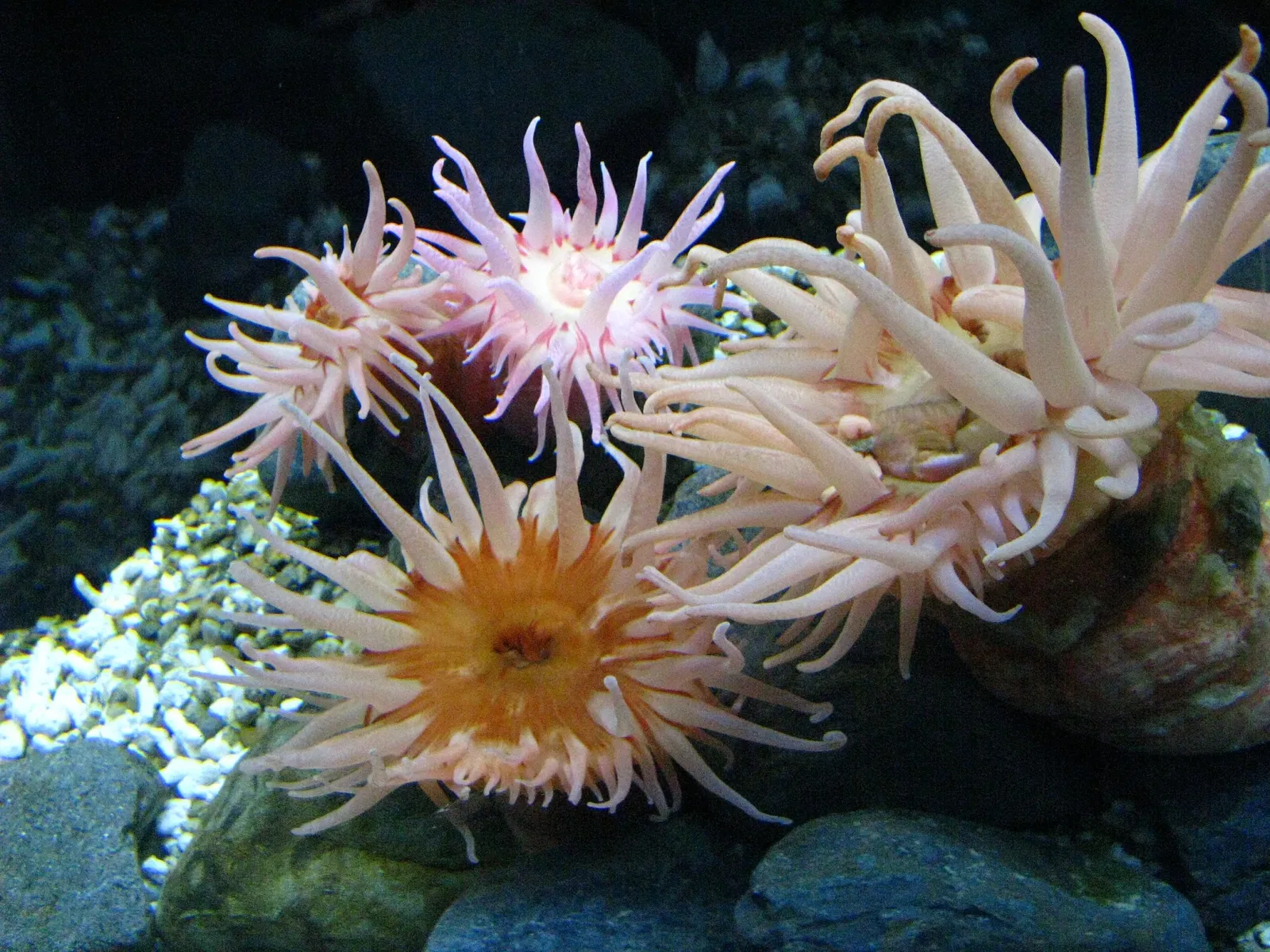 Osaka Aquarium Kaiyukan