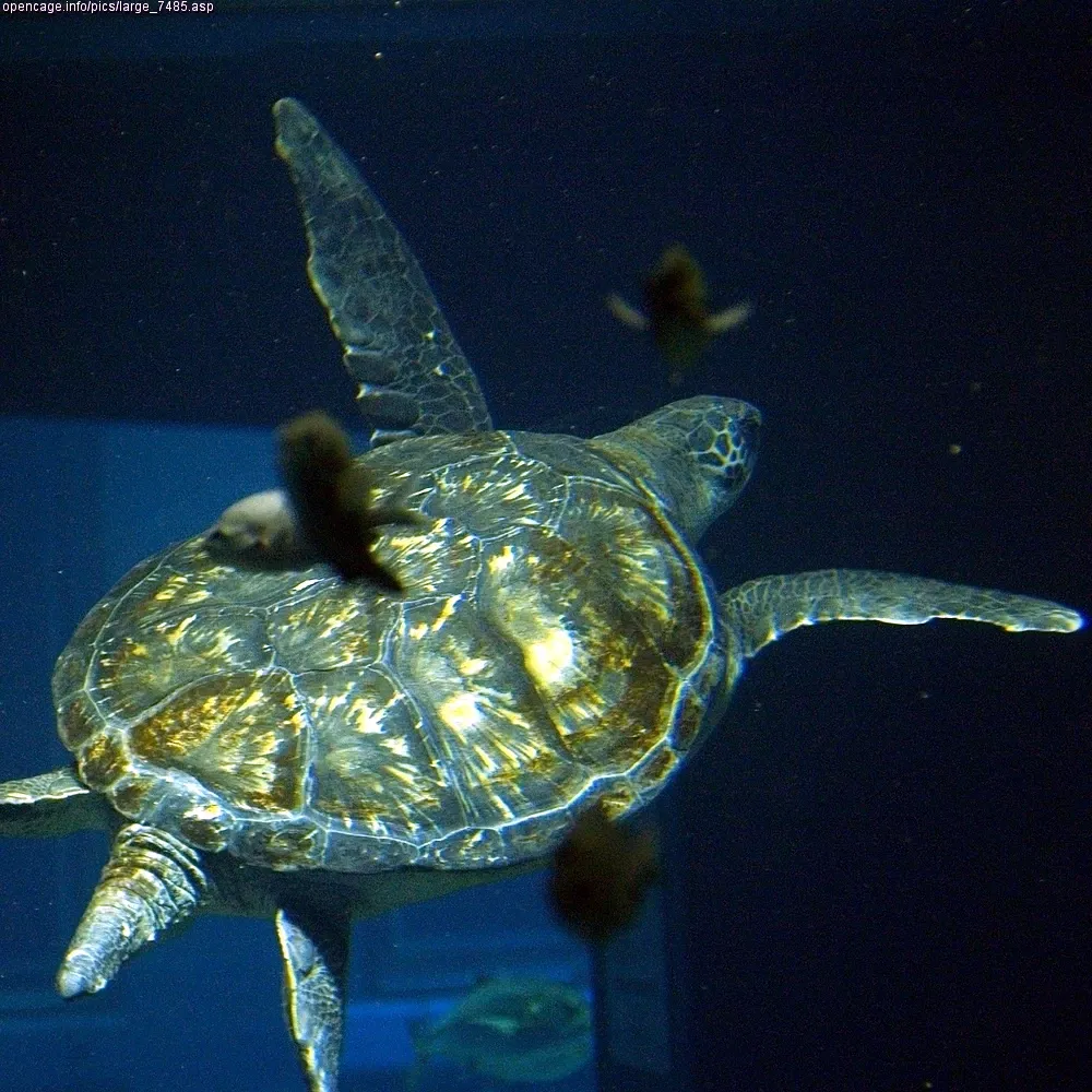 Osaka Aquarium Kaiyukan