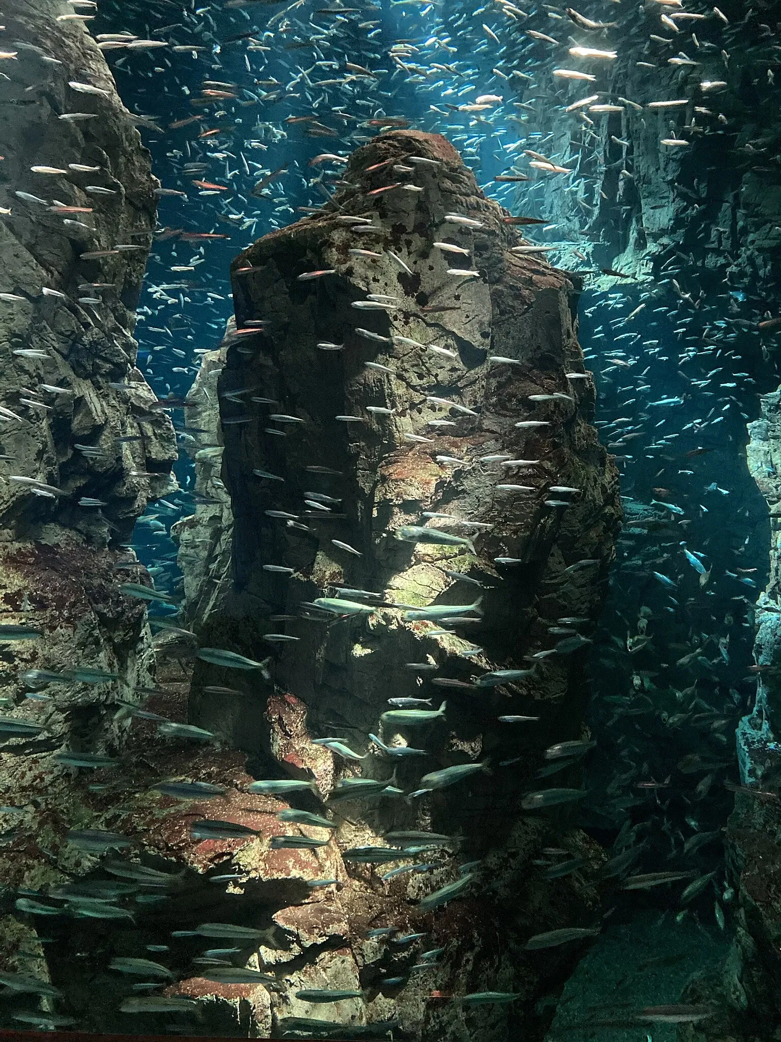 Osaka Aquarium Kaiyukan