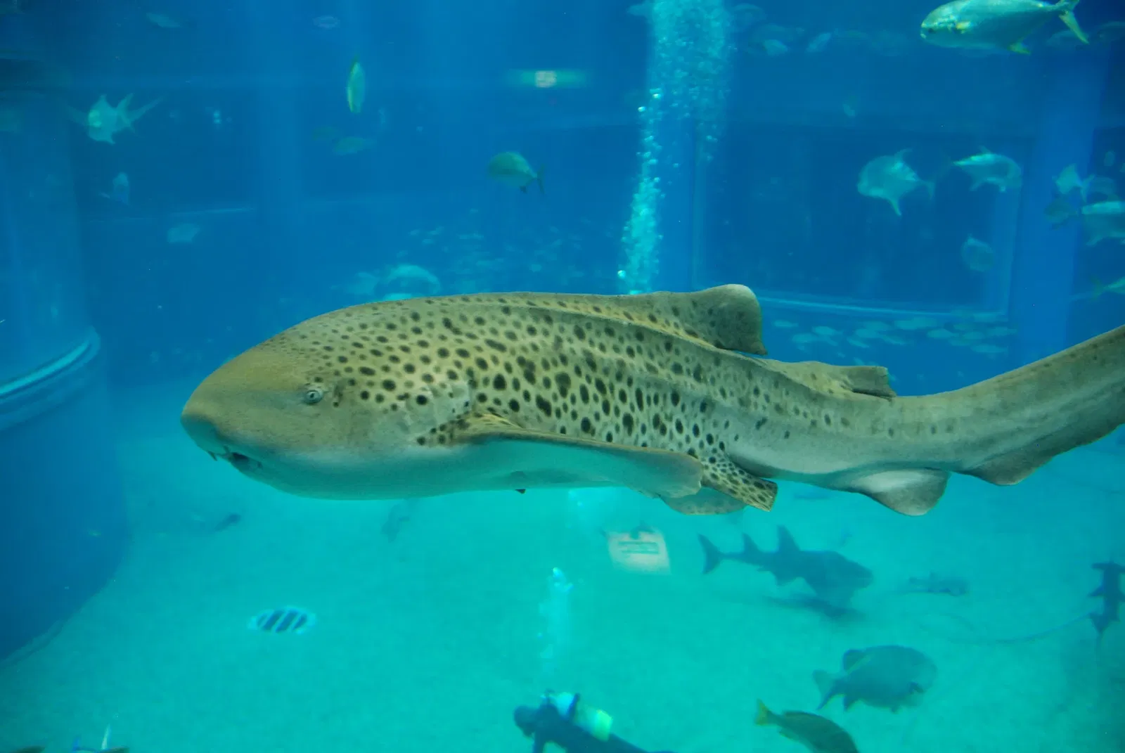 Osaka Aquarium Kaiyukan