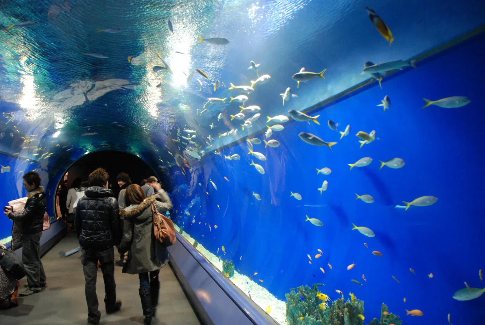 Osaka Aquarium Kaiyukan