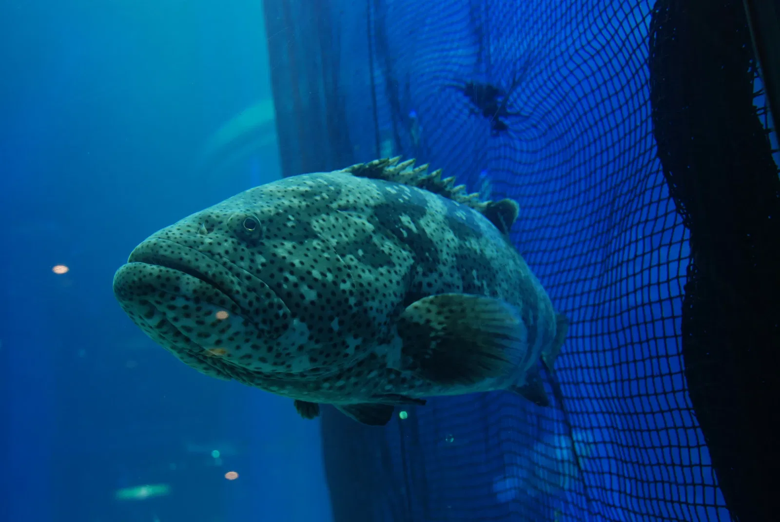 Osaka Aquarium Kaiyukan