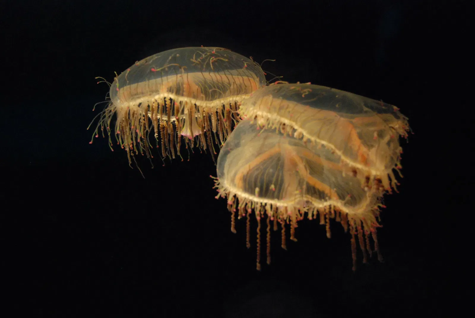 Osaka Aquarium Kaiyukan