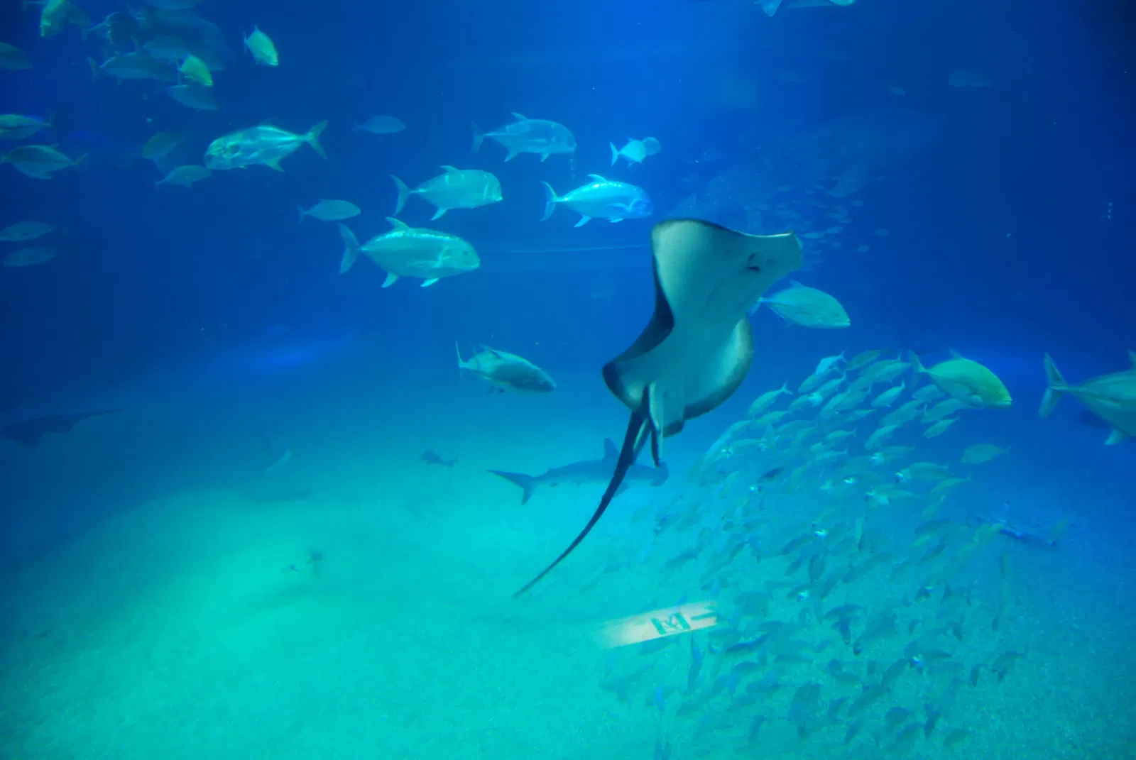 Osaka Aquarium Kaiyukan