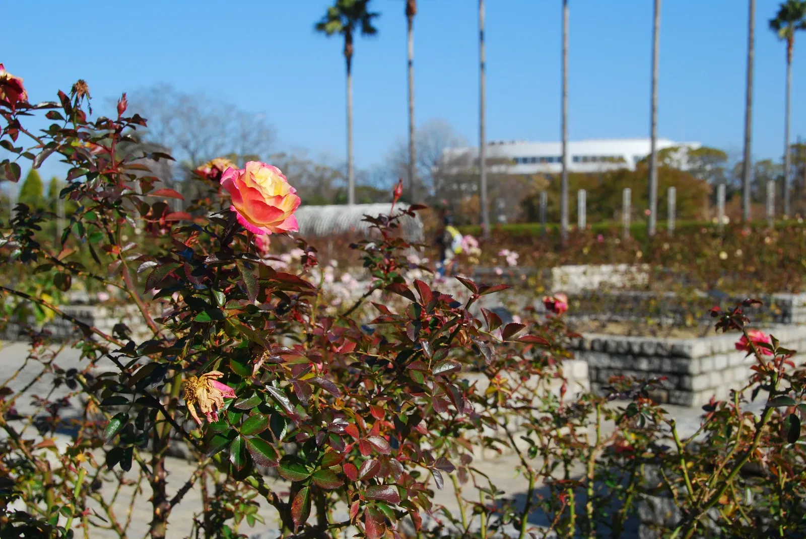 Nagai Botanical Garden