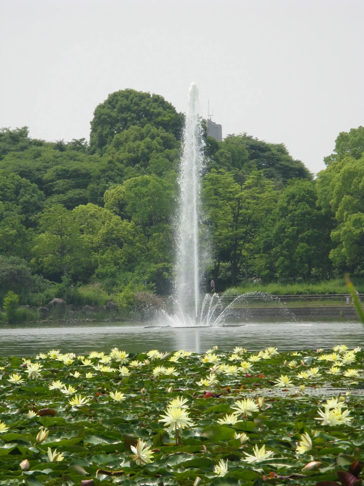 Nagai Botanical Garden
