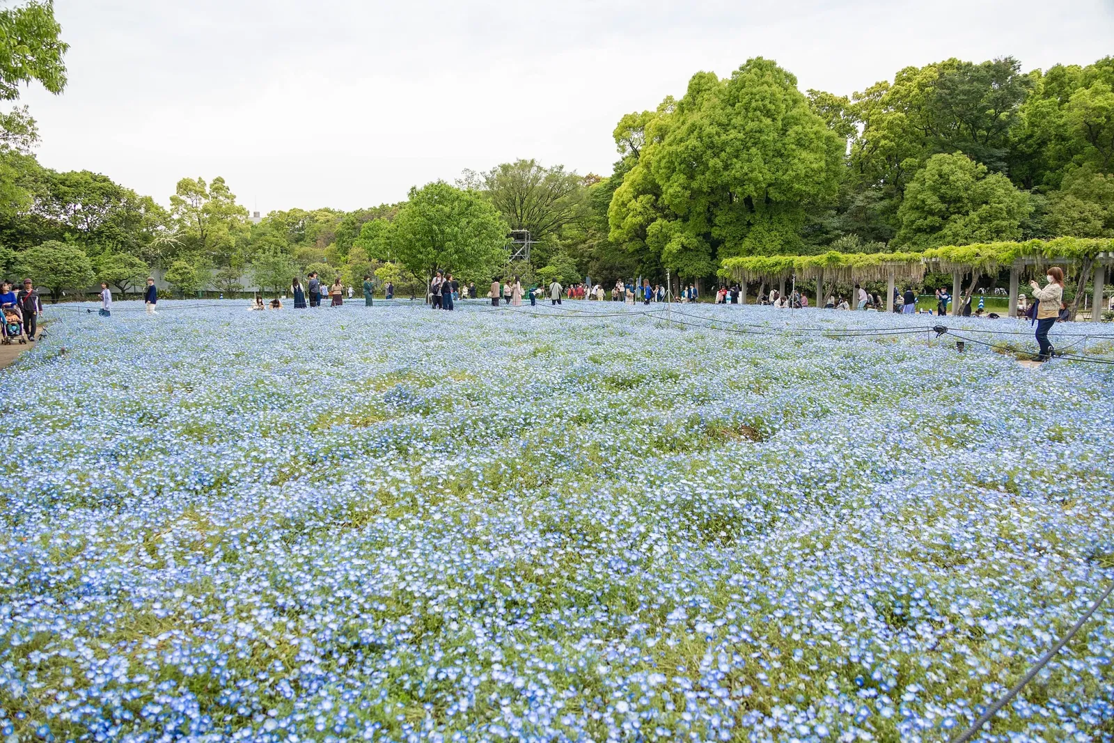 Nagai Botanical Garden