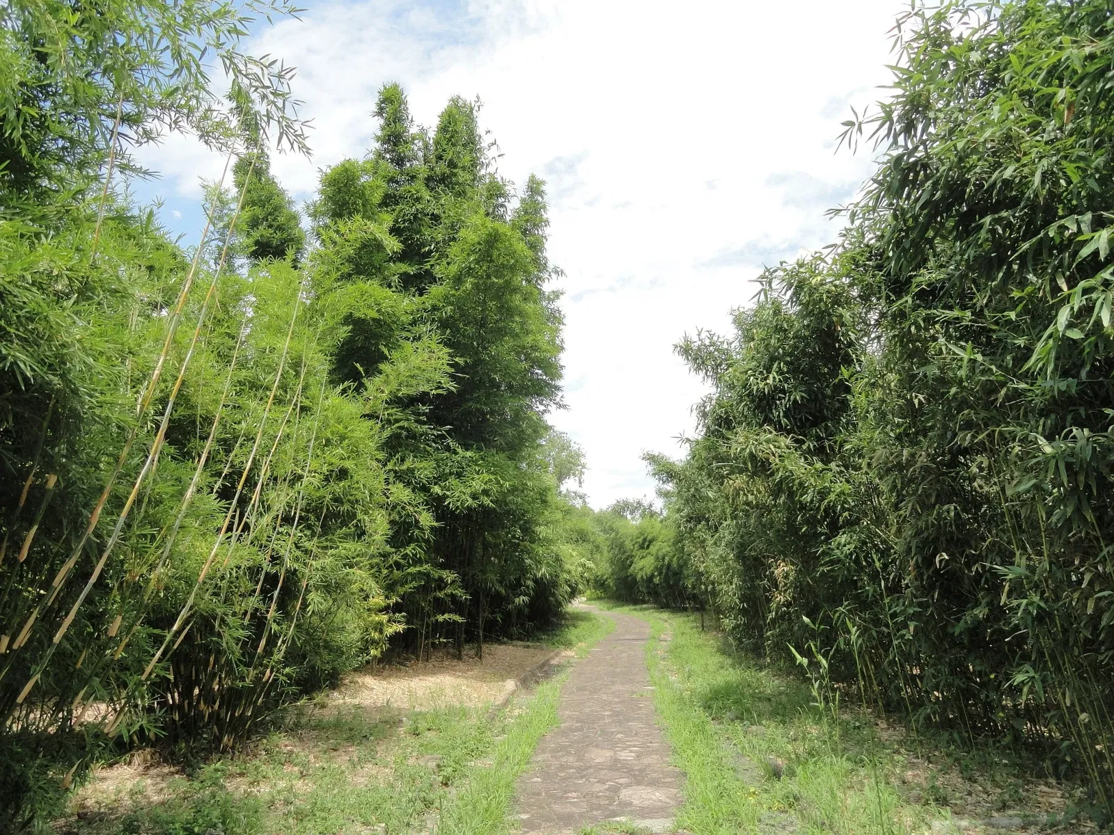 Nagai Botanical Garden