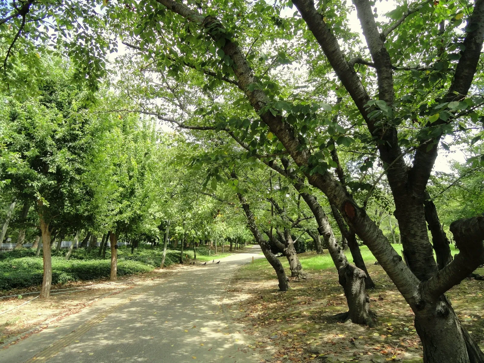 Nagai Botanical Garden
