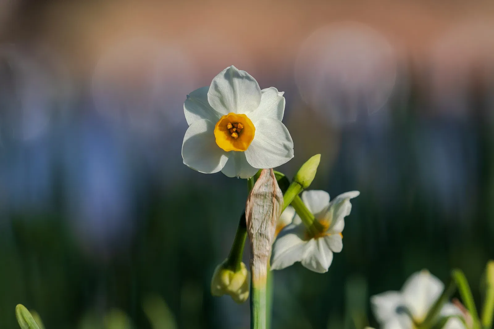 Nagai Botanical Garden