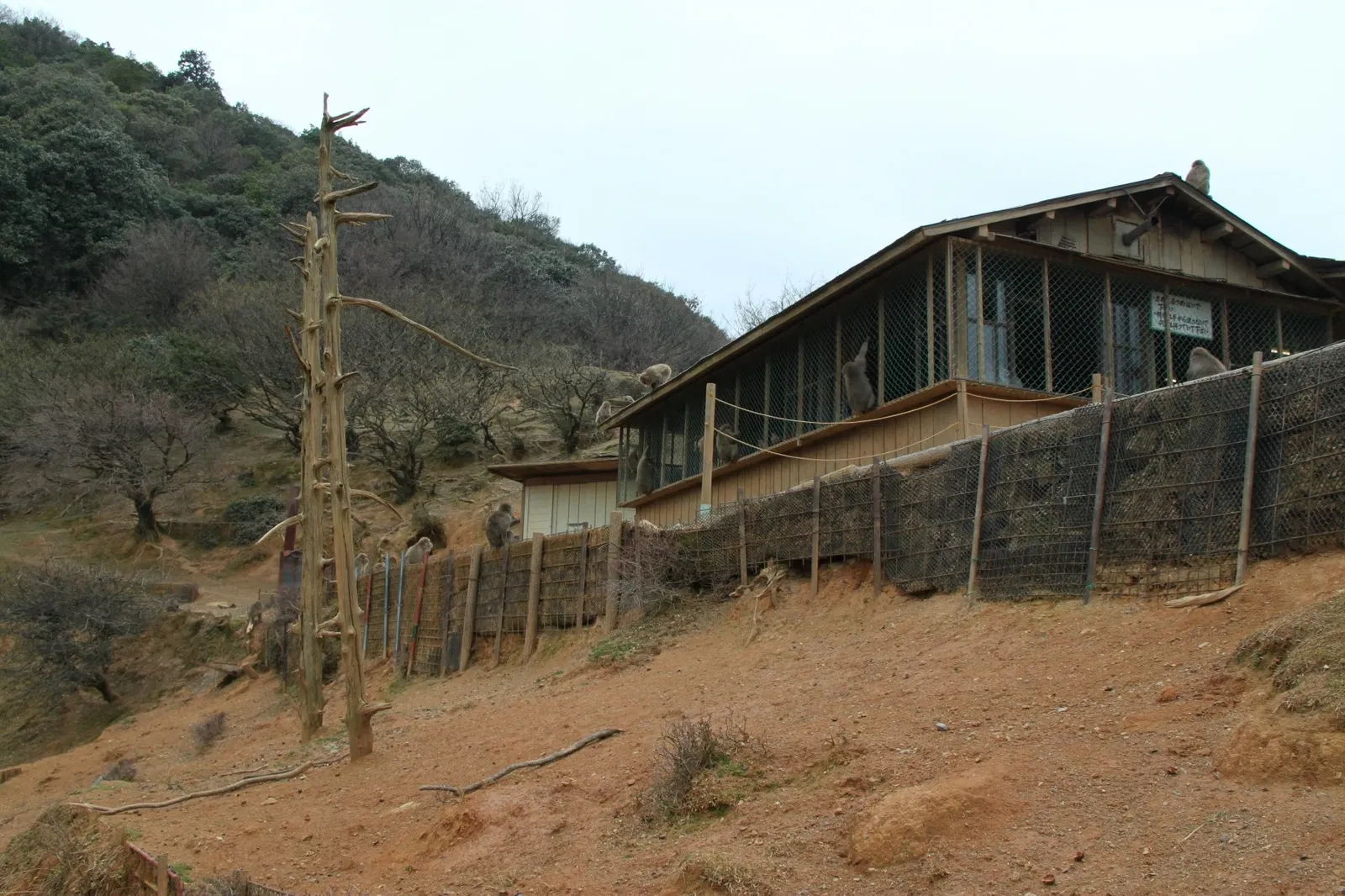 Arashiyama Monkey Park Iwatayama