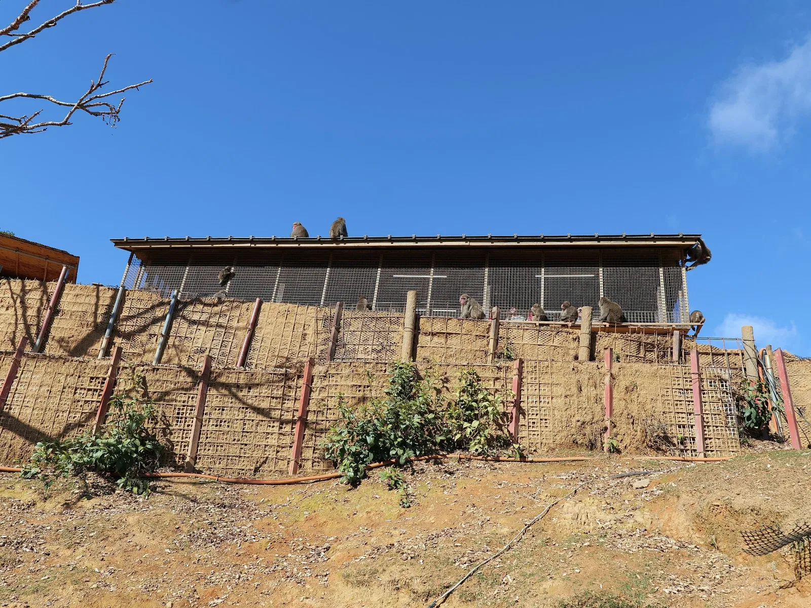 Arashiyama Monkey Park Iwatayama