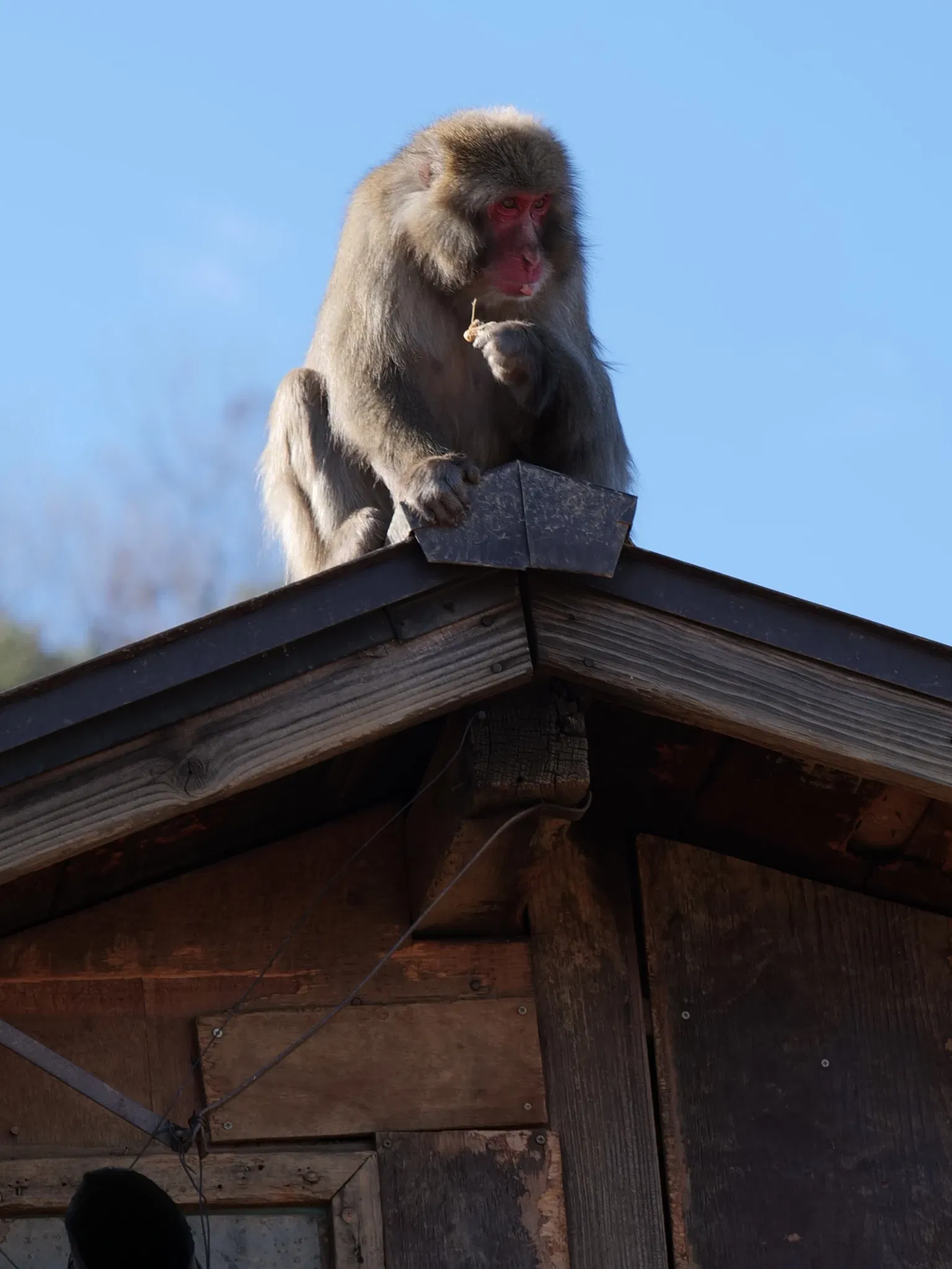Arashiyama Monkey Park Iwatayama