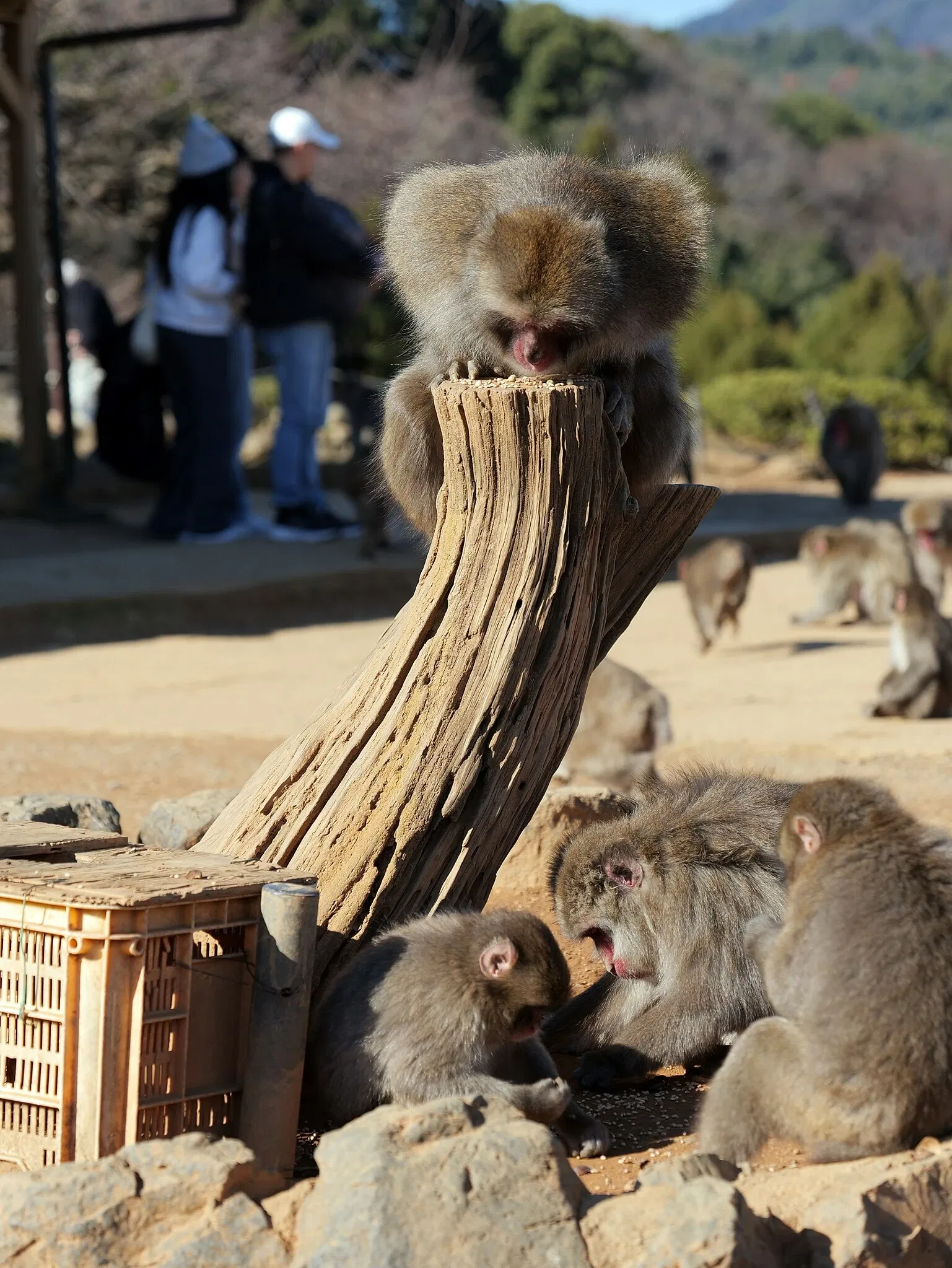 Arashiyama Monkey Park Iwatayama