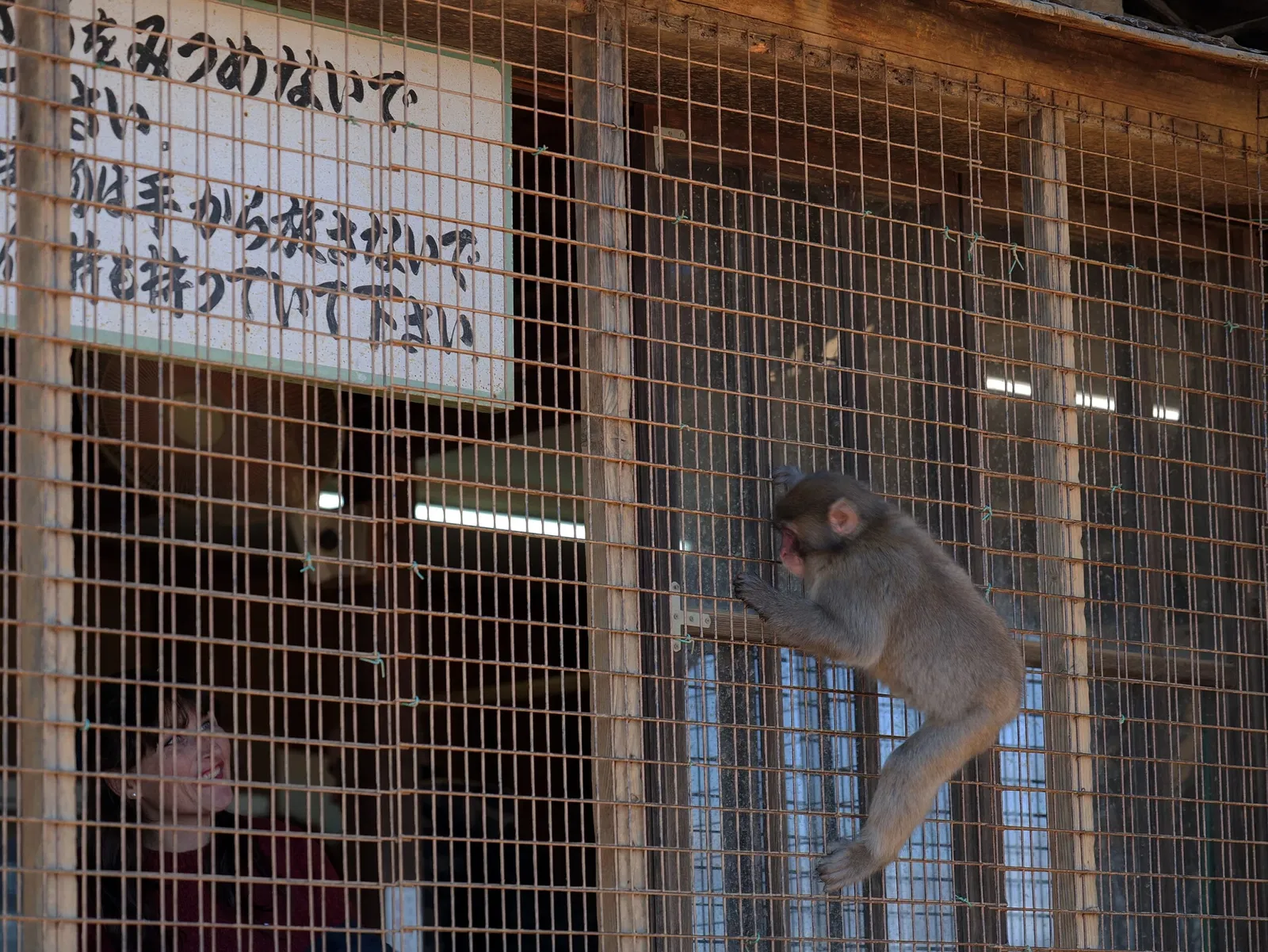 Arashiyama Monkey Park Iwatayama