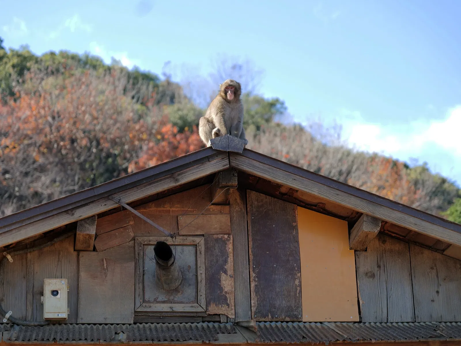 Arashiyama Monkey Park Iwatayama