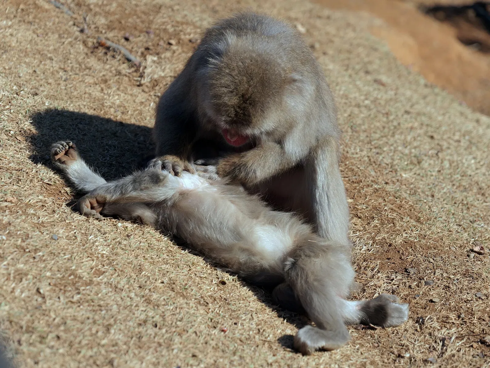 Arashiyama Monkey Park Iwatayama