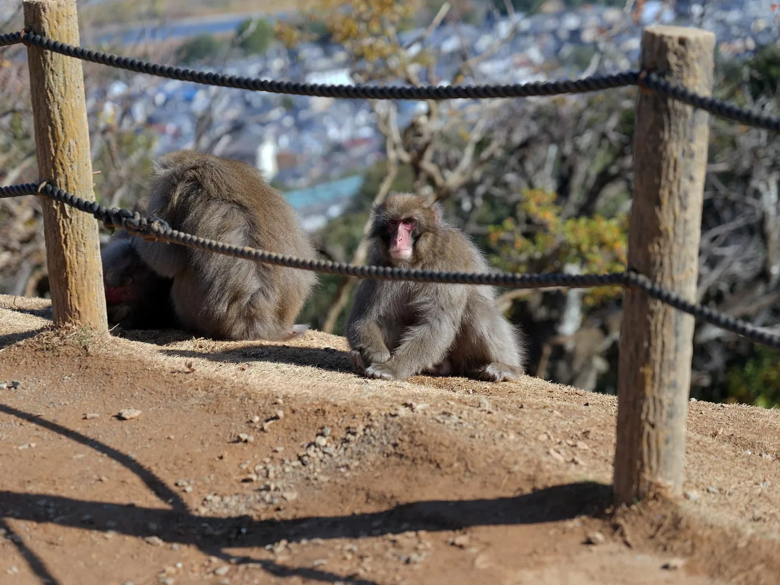 Arashiyama Monkey Park Iwatayama