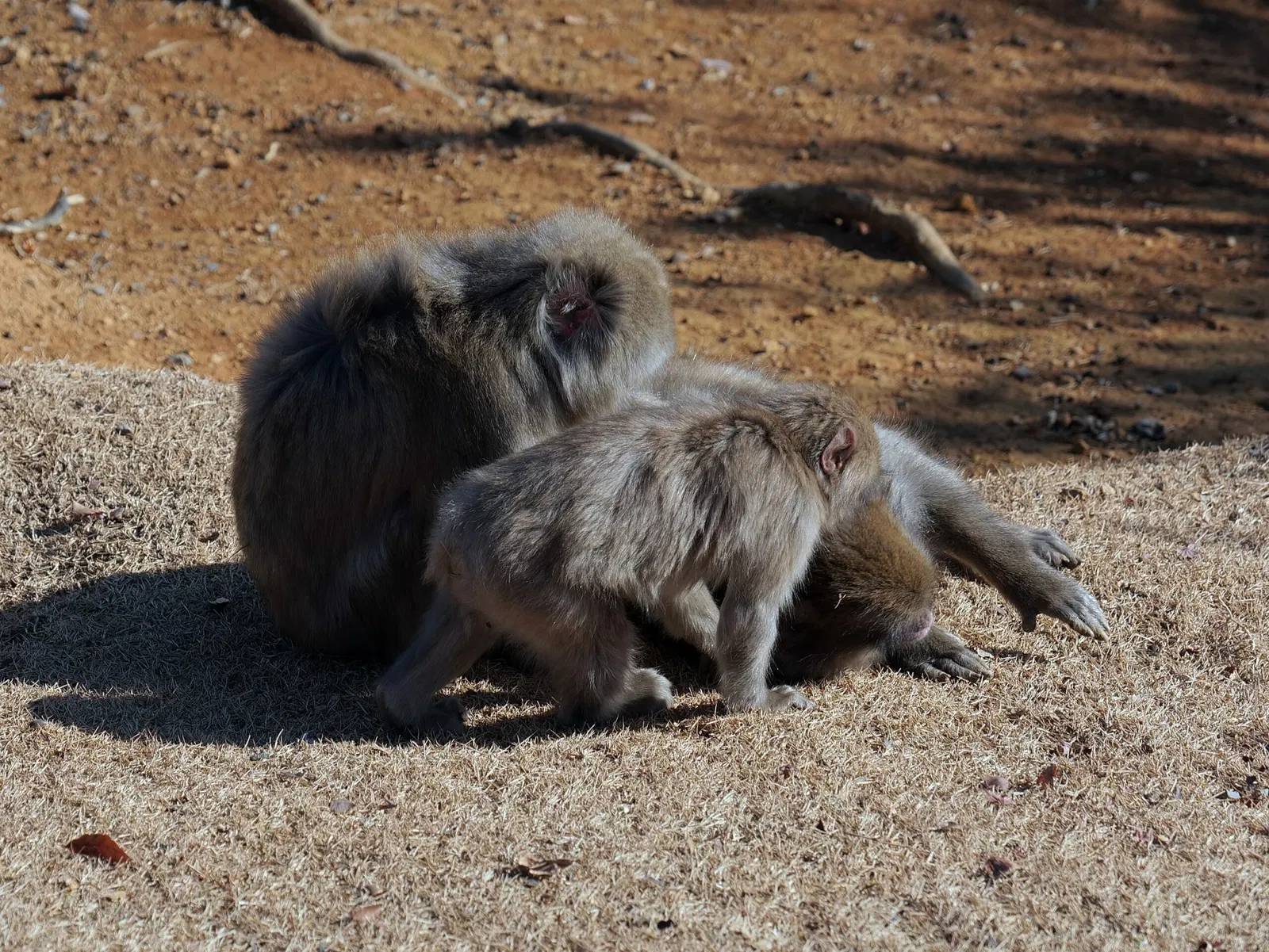 Arashiyama Monkey Park Iwatayama