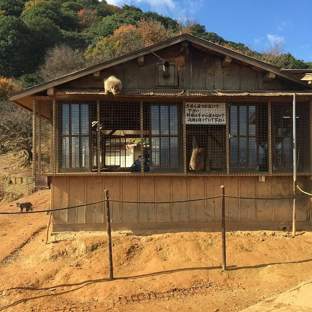 Arashiyama Monkey Park Iwatayama