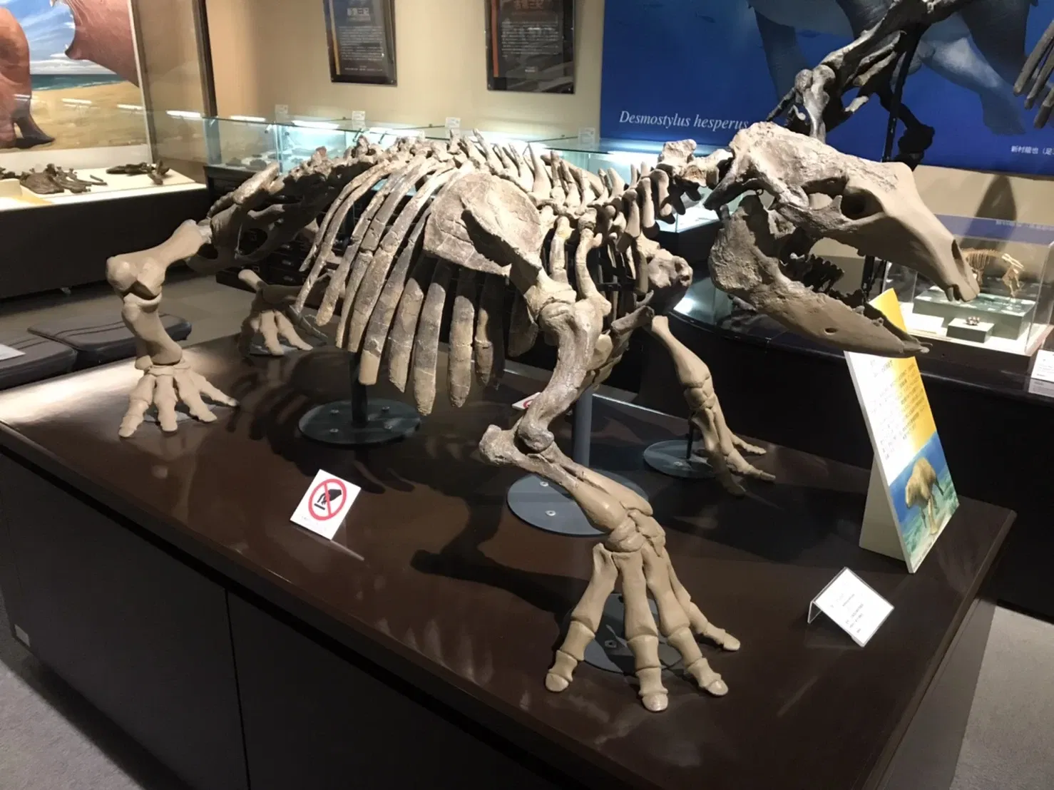 Hokkaido University Museum