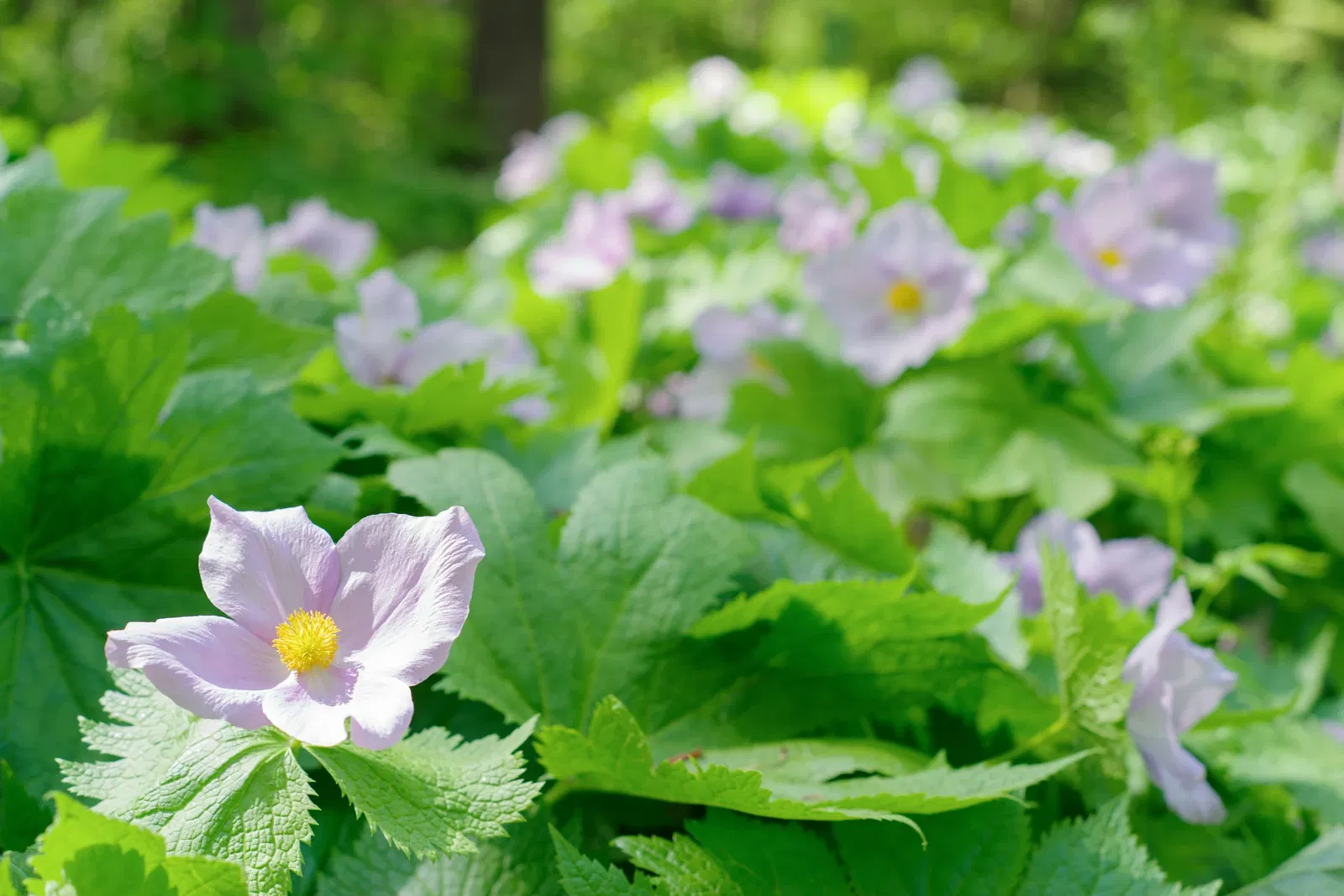 Hokkaido University Botanical Garden