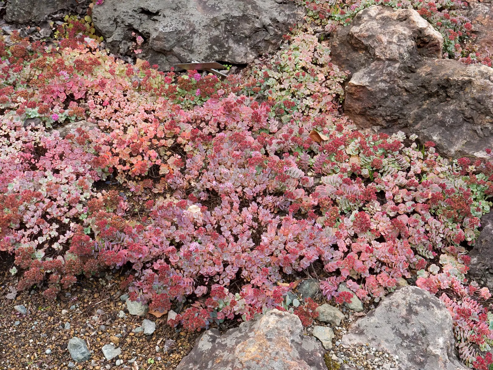 Hokkaido University Botanical Garden