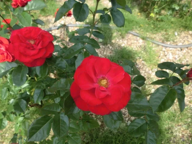 Hokkaido University Botanical Garden