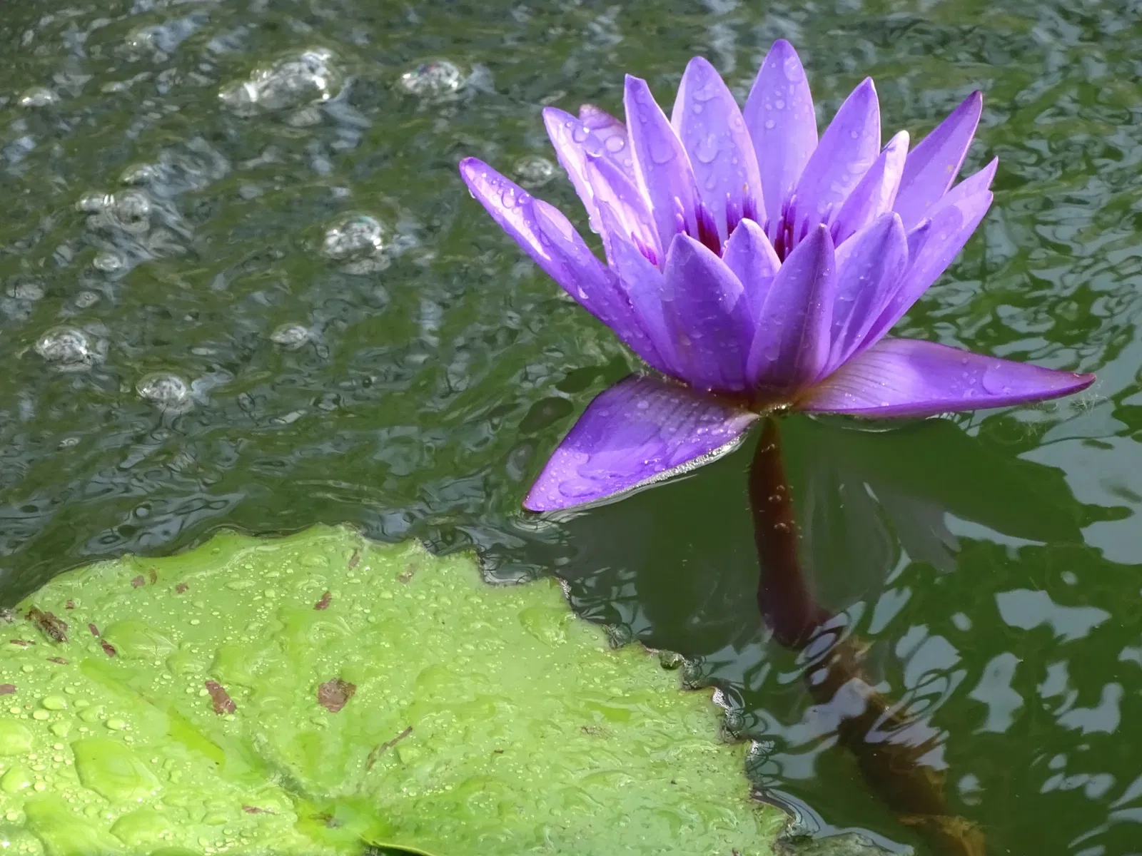 Hokkaido University Botanical Garden