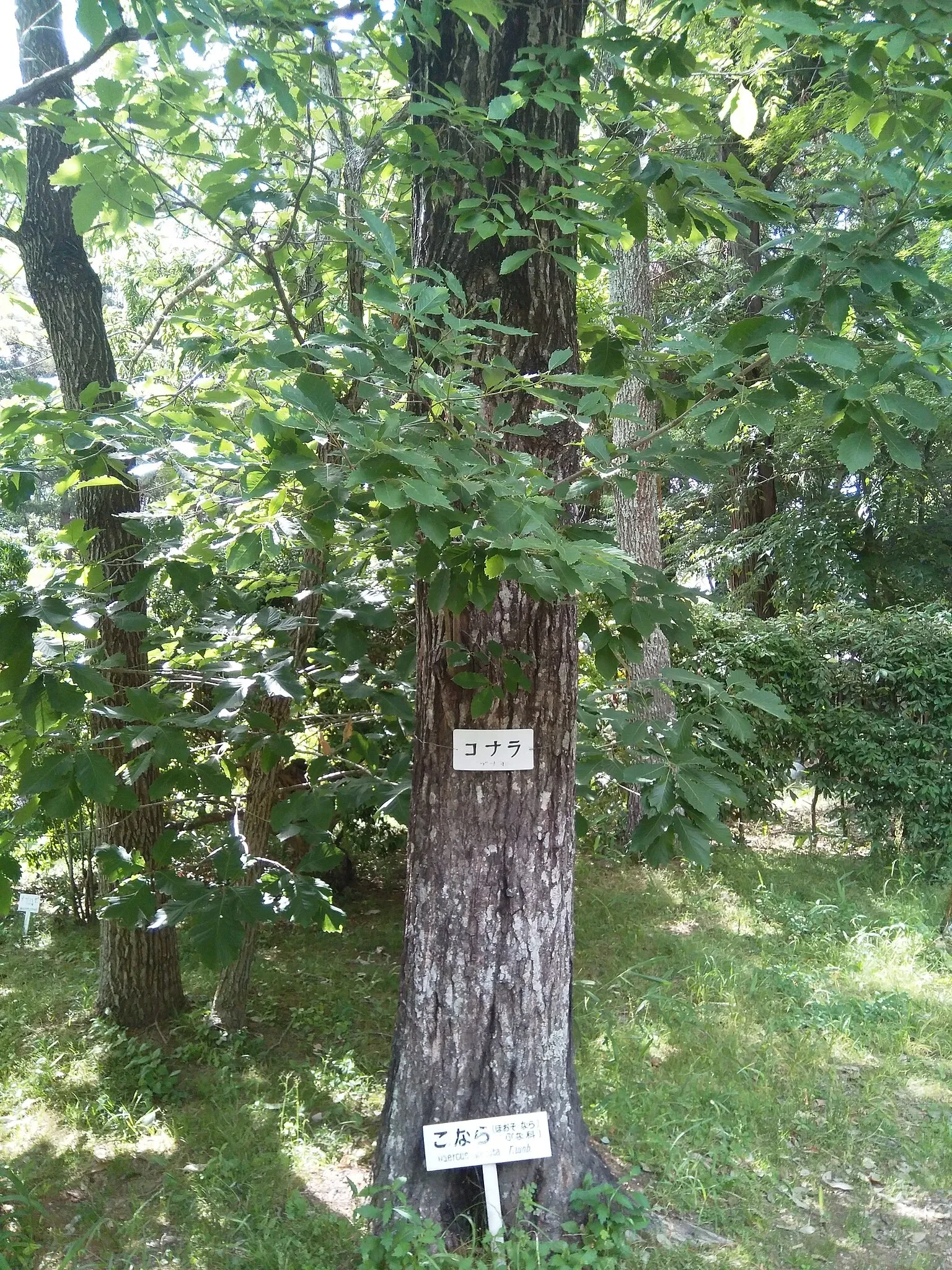 Manyo Botanical Garden