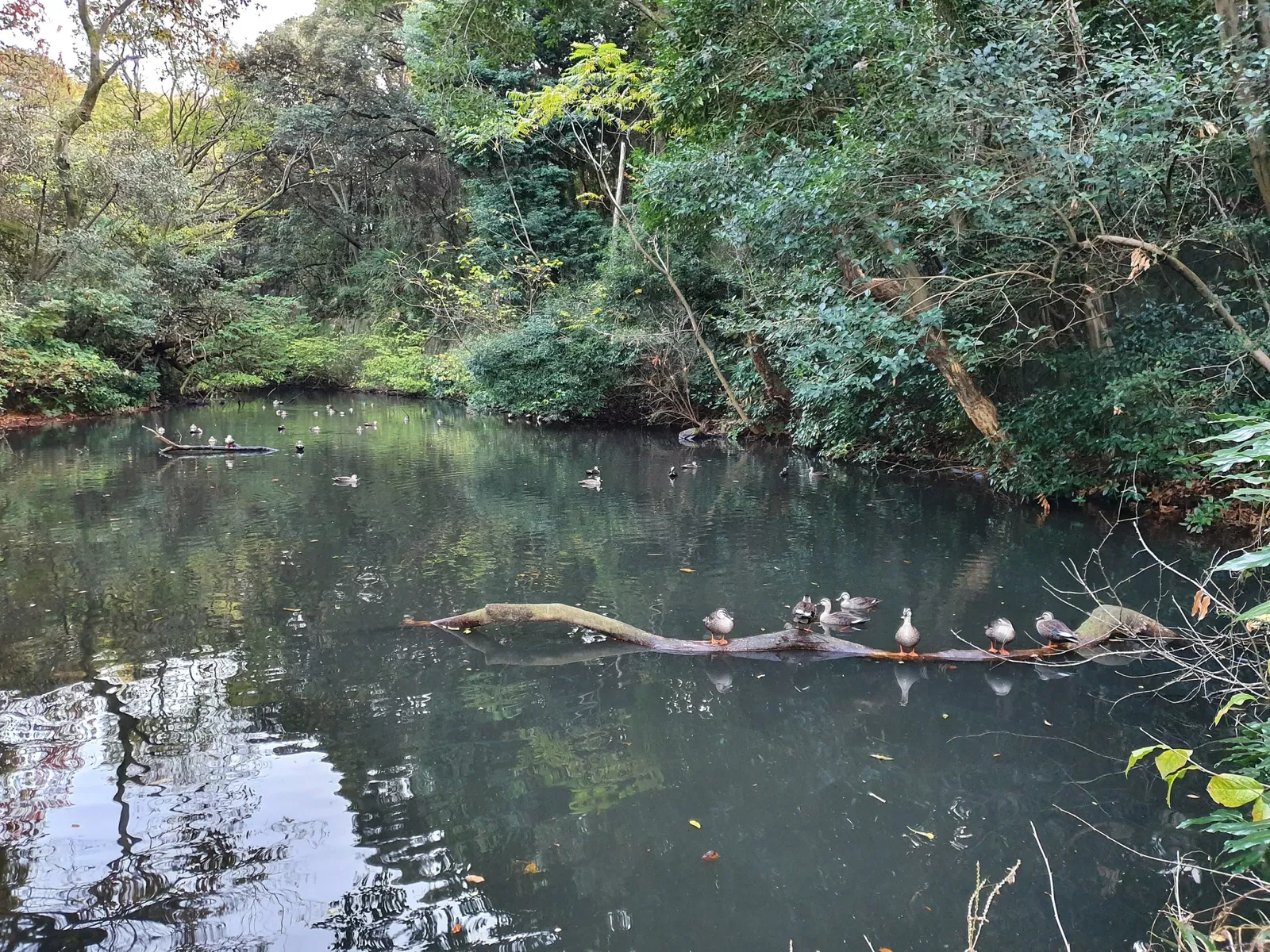 Institute for Nature Study, National Museum of Nature and Science