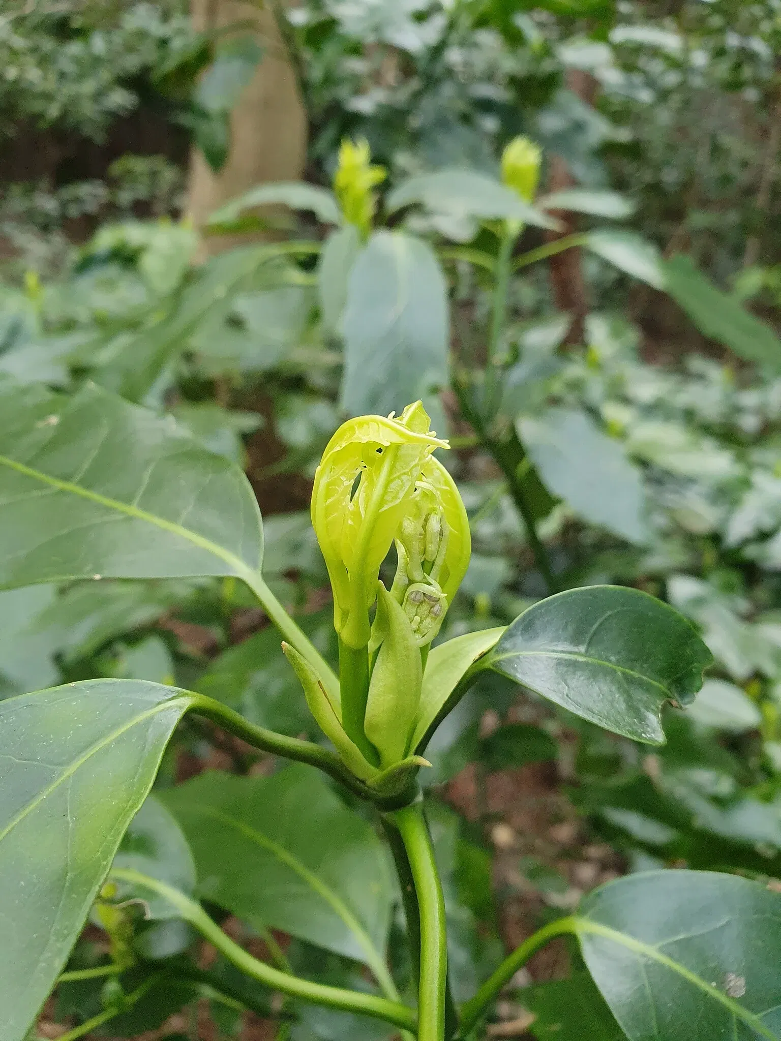 Institute for Nature Study, National Museum of Nature and Science