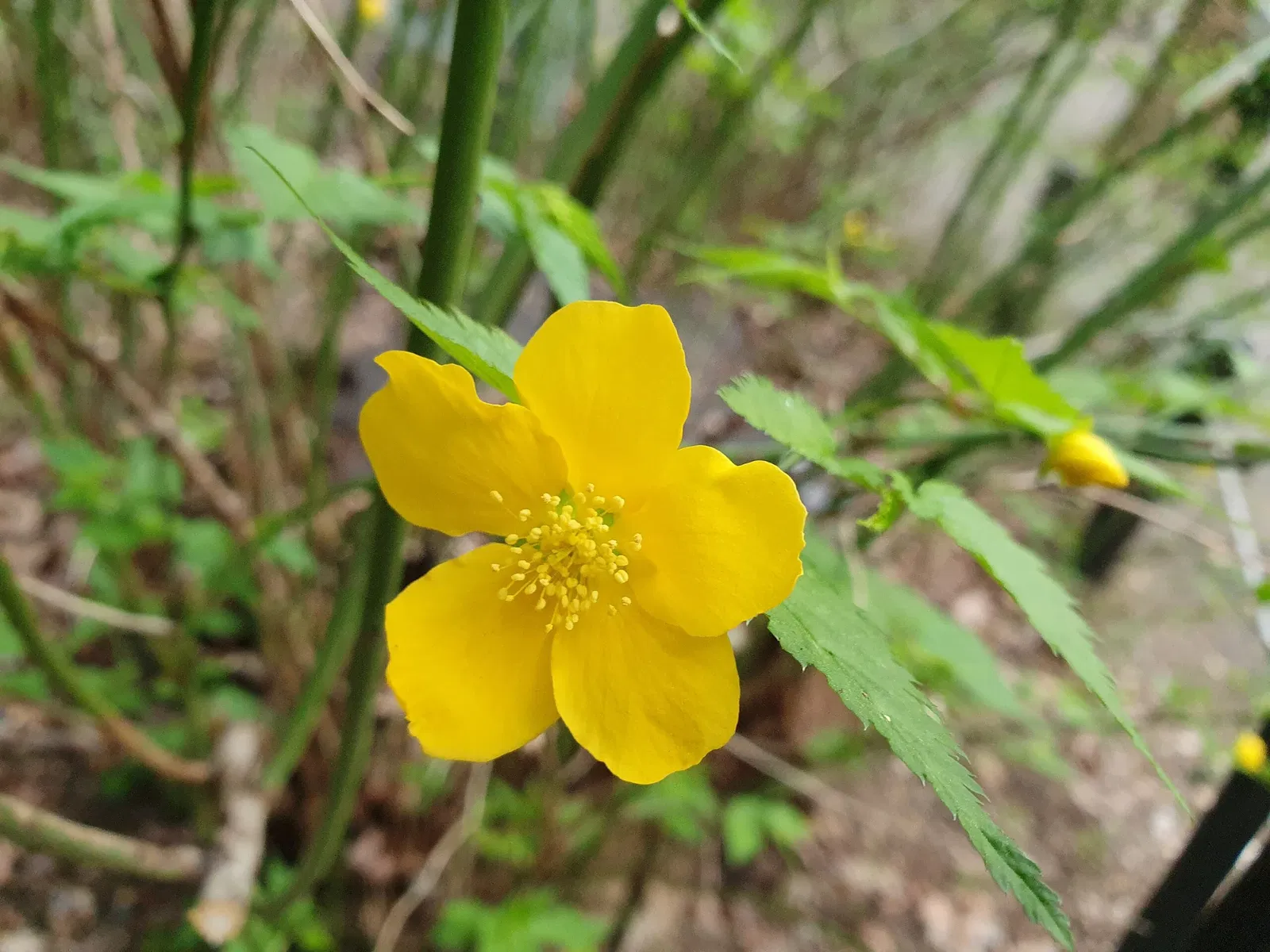 Institute for Nature Study, National Museum of Nature and Science