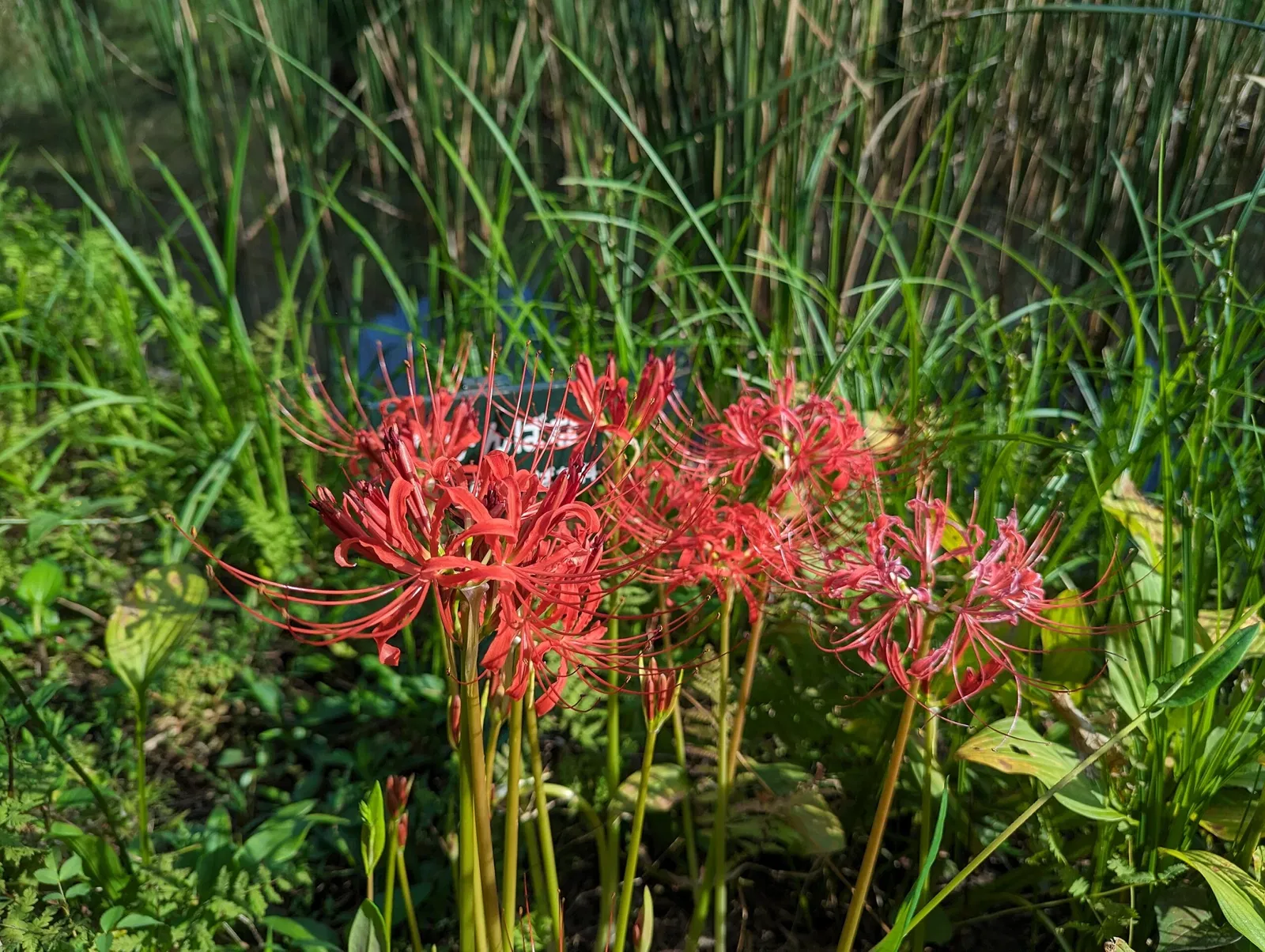 Institute for Nature Study, National Museum of Nature and Science