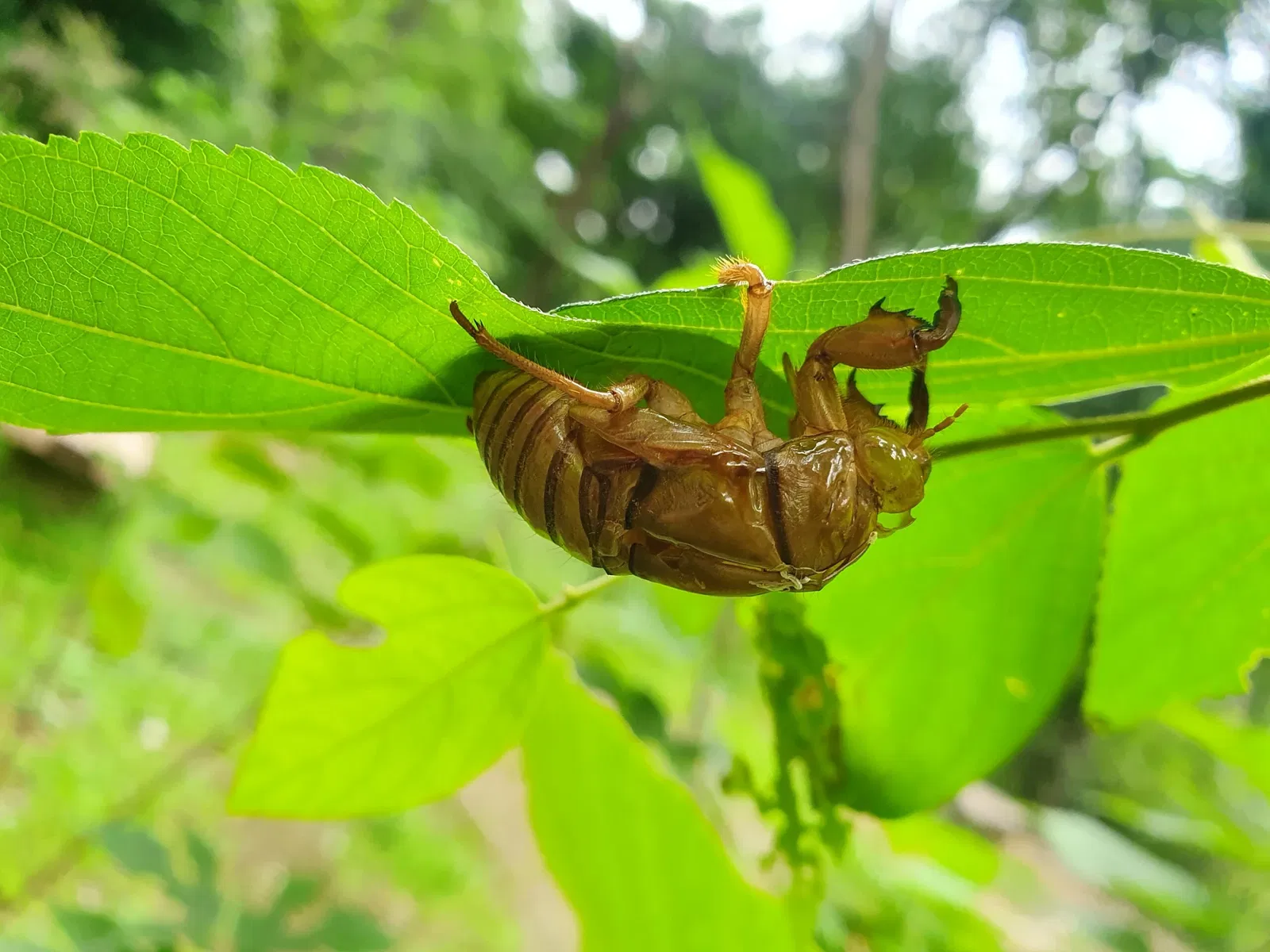 Institute for Nature Study, National Museum of Nature and Science