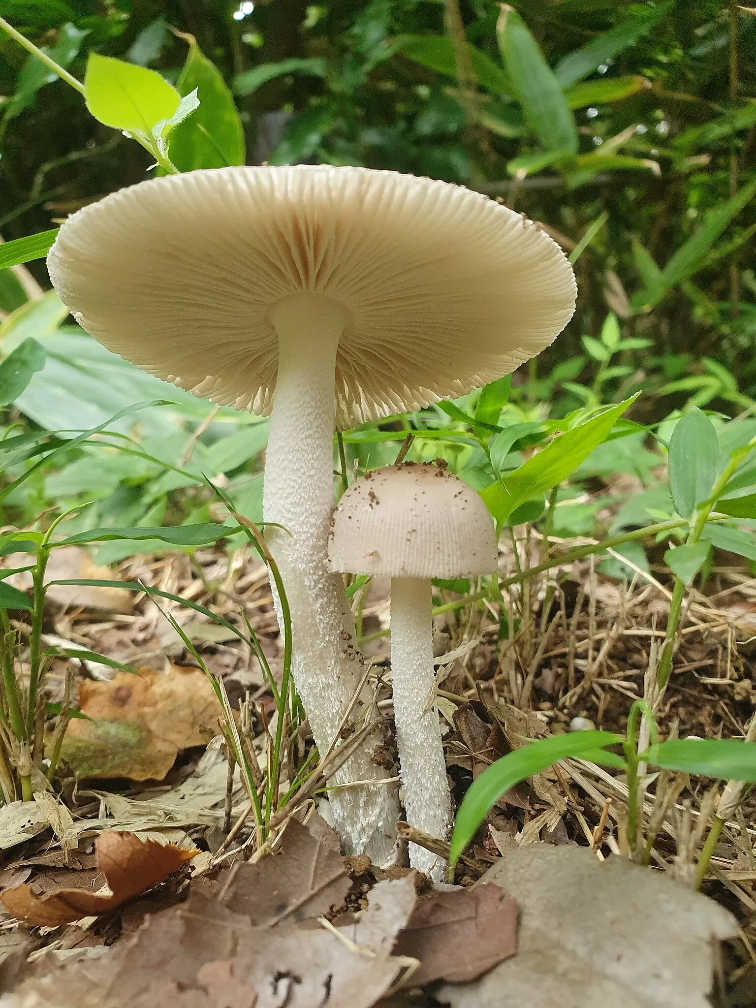 Institute for Nature Study, National Museum of Nature and Science