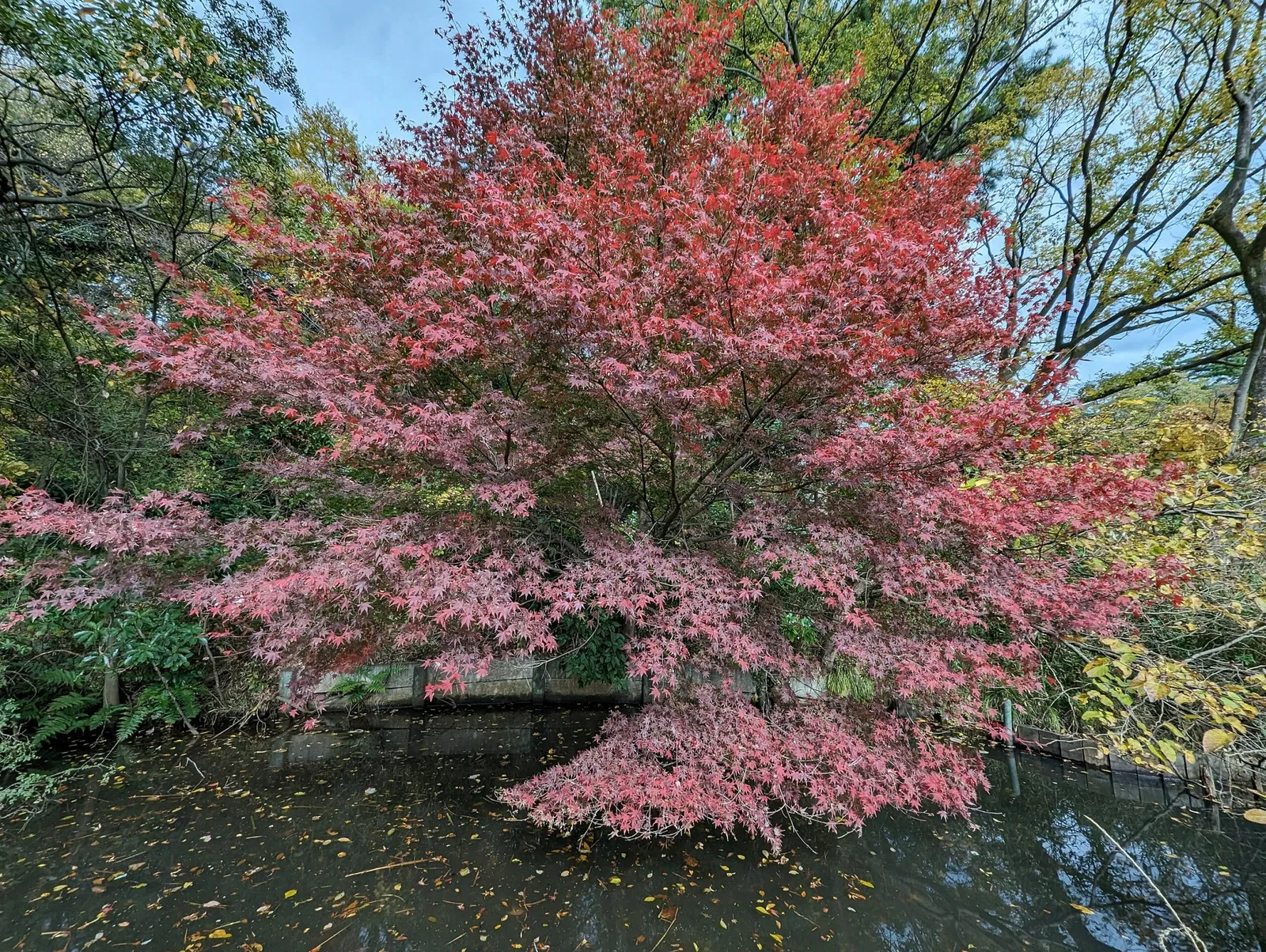 Institute for Nature Study, National Museum of Nature and Science