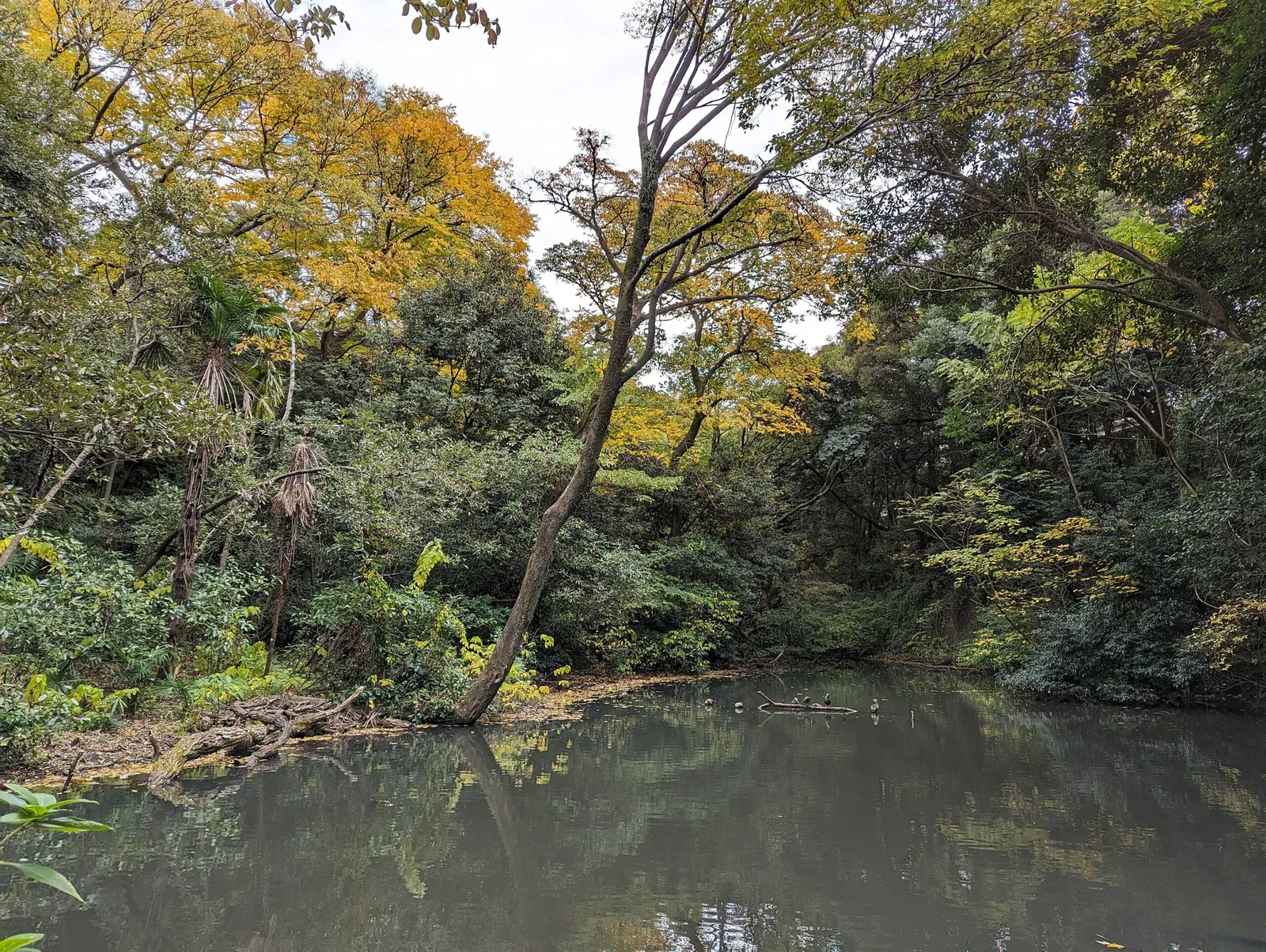 Institute for Nature Study, National Museum of Nature and Science