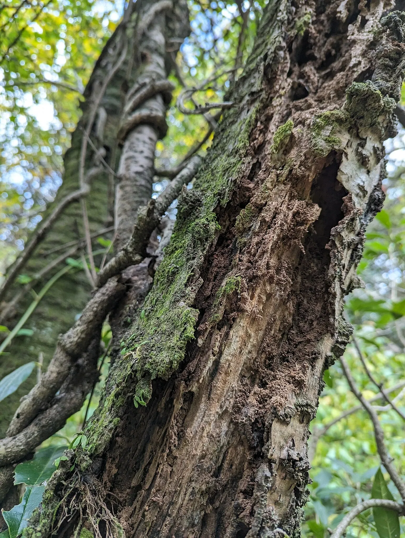 Institute for Nature Study, National Museum of Nature and Science