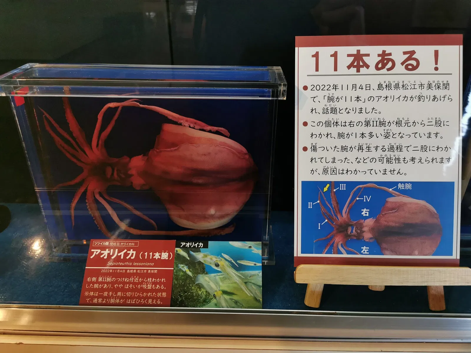 Tottori Prefectural Museum