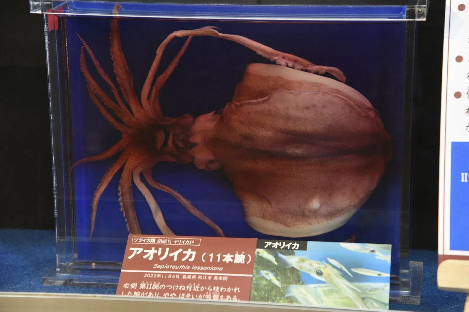 Tottori Prefectural Museum