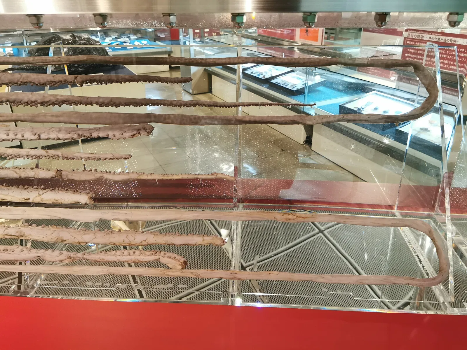 Tottori Prefectural Museum