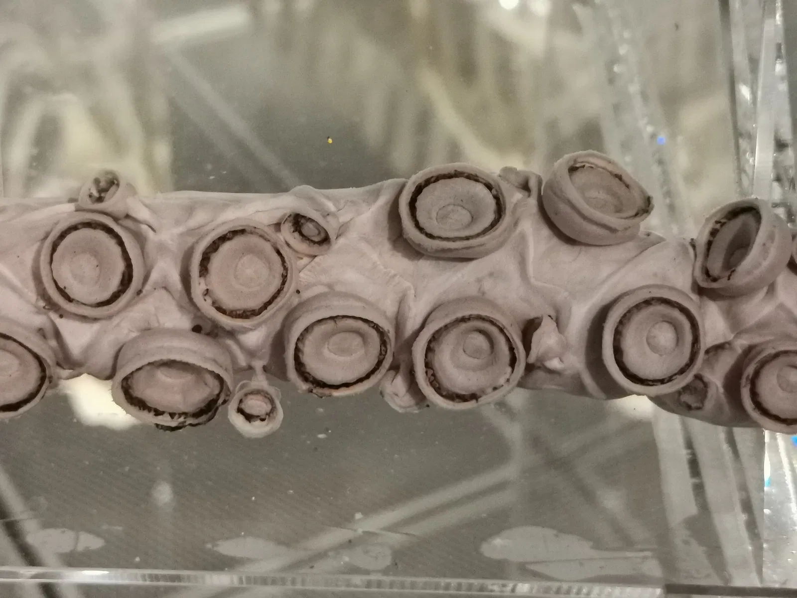 Tottori Prefectural Museum