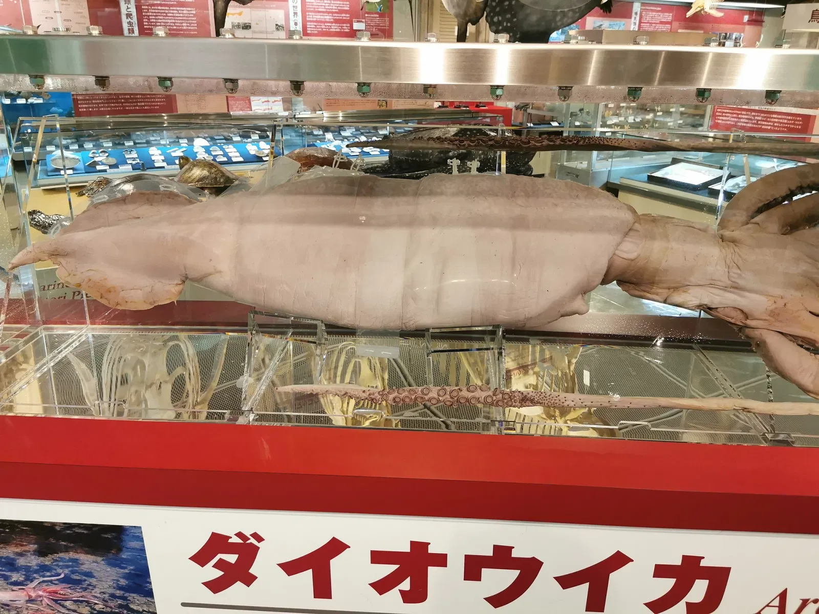 Tottori Prefectural Museum